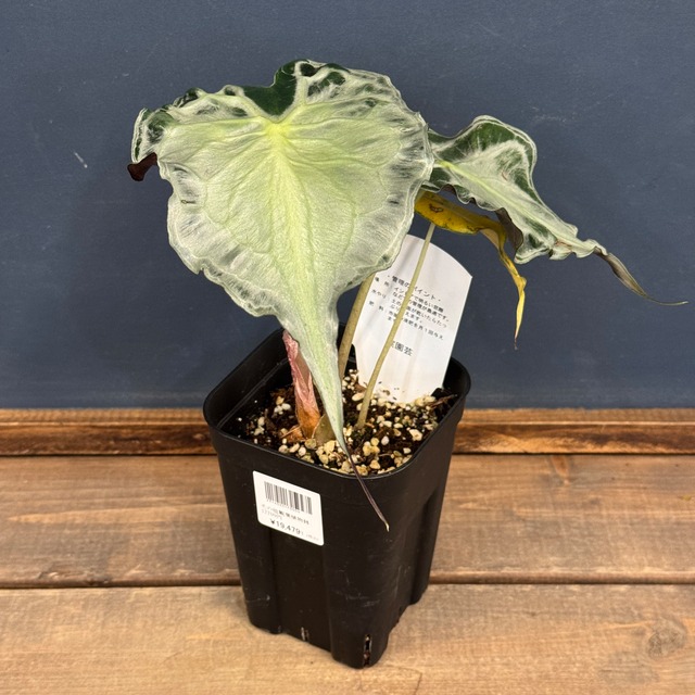 アロカシア　ヴェノム【792】