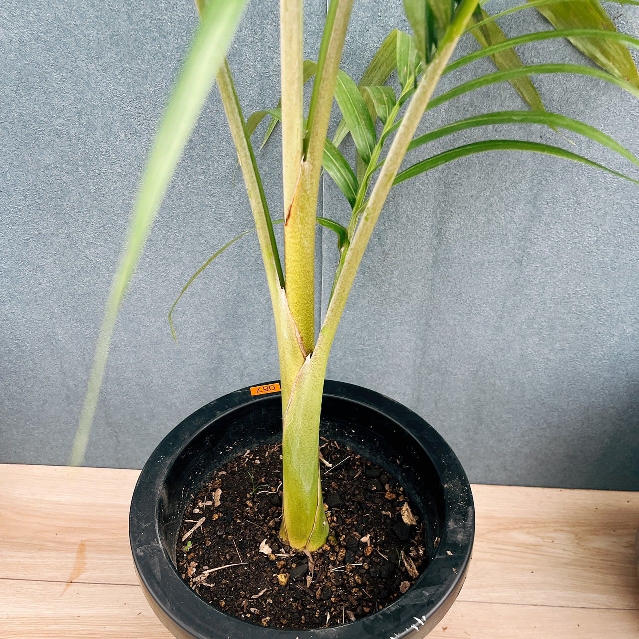 キングパーム　(ユスラヤシ) 希少　送料無料 現品］【希少】21番 キングパーム ユスラヤシ 観葉植物 大型 室内 8号