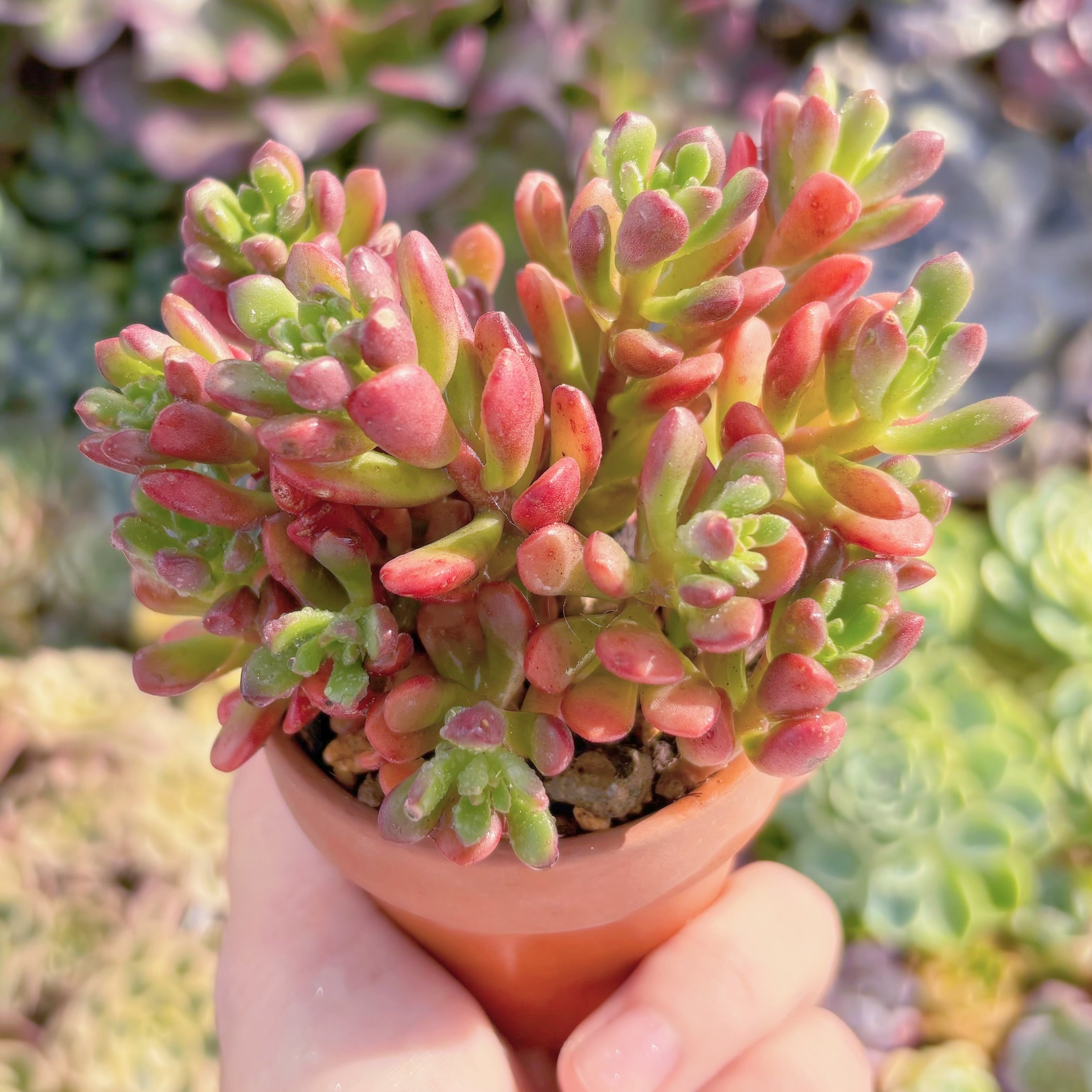 多肉植物　ジョイスタロック　新入荷　るる農園