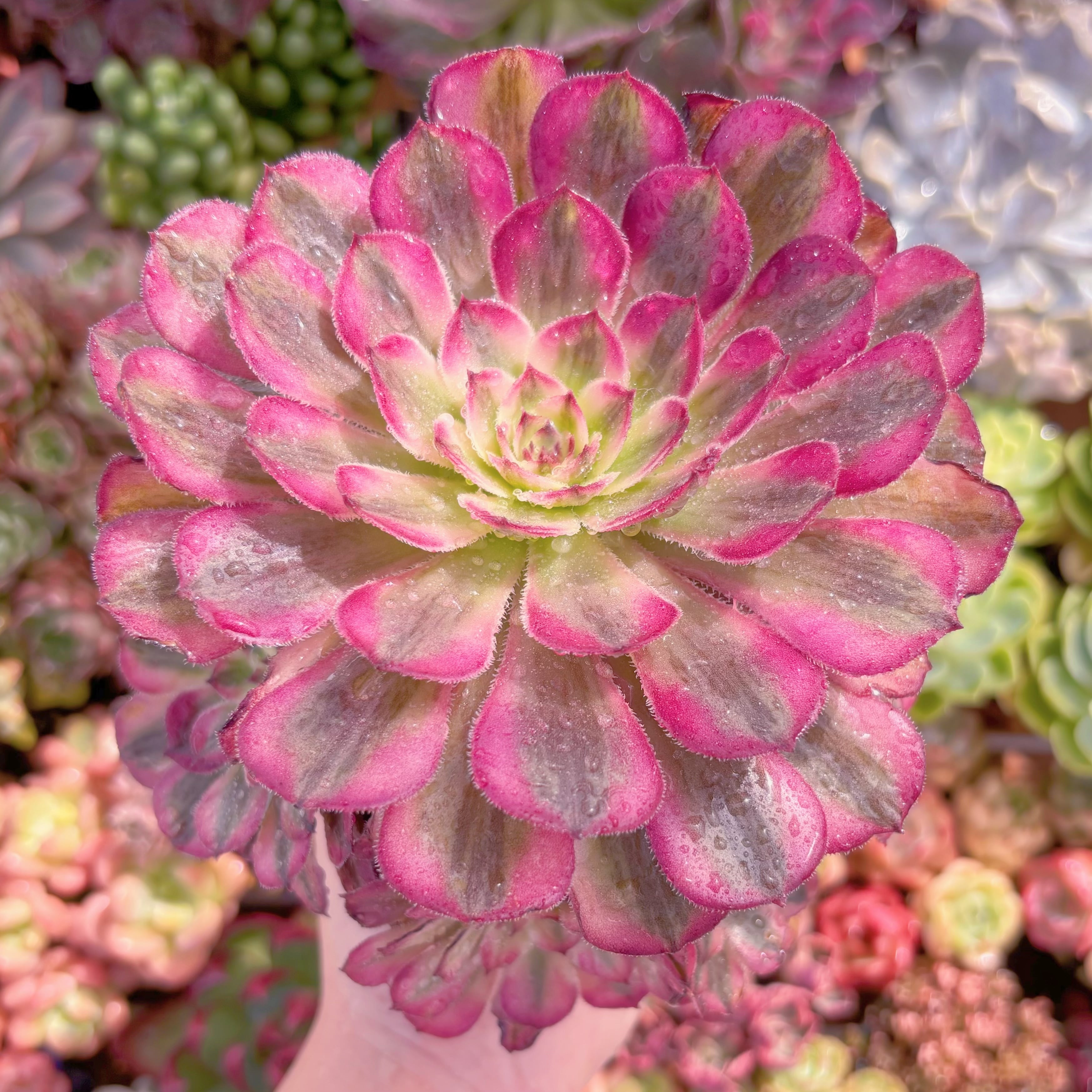 現品　白月光#016　大群生　るる農園