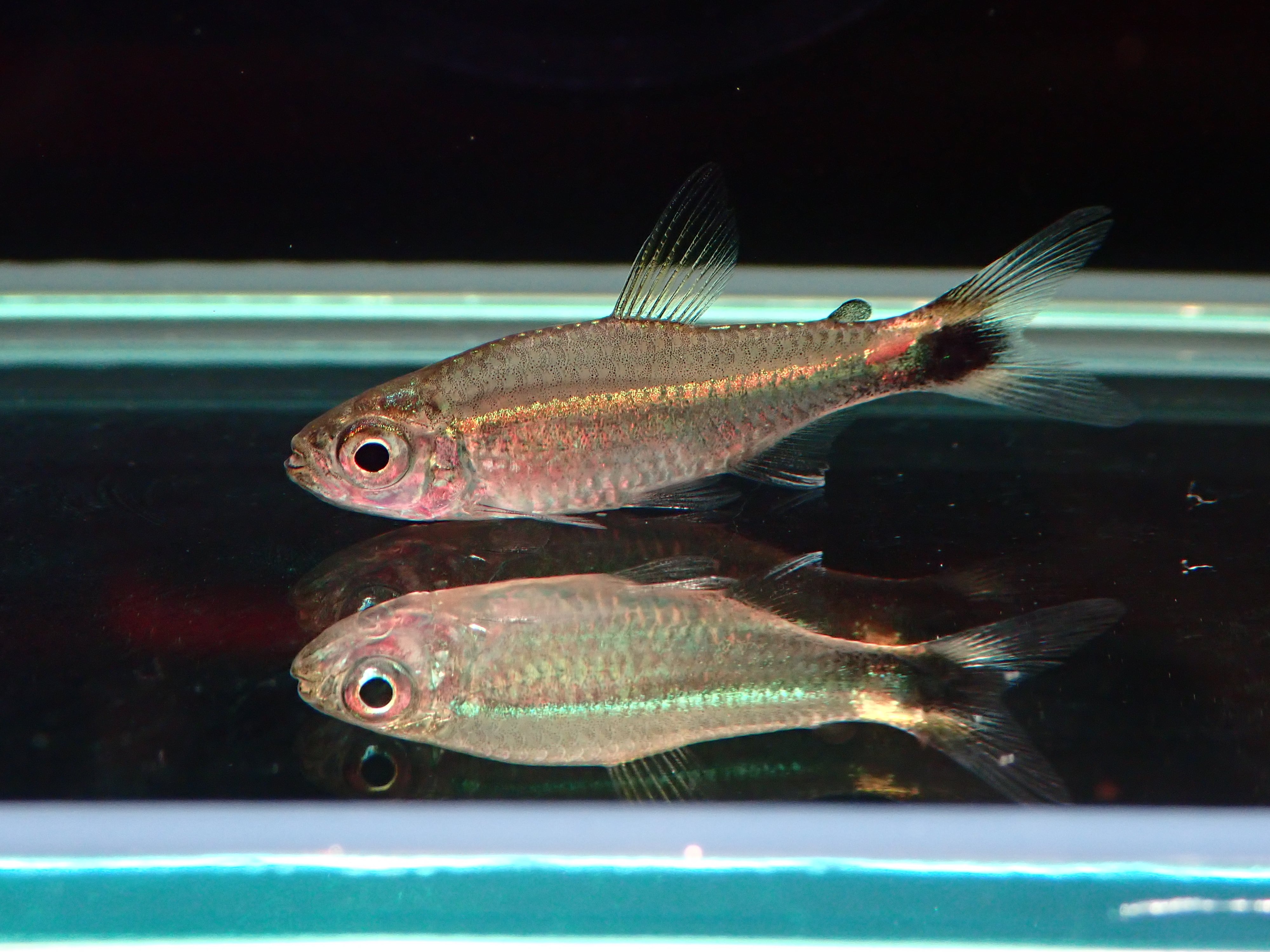 ヒャニュアリーテトラ