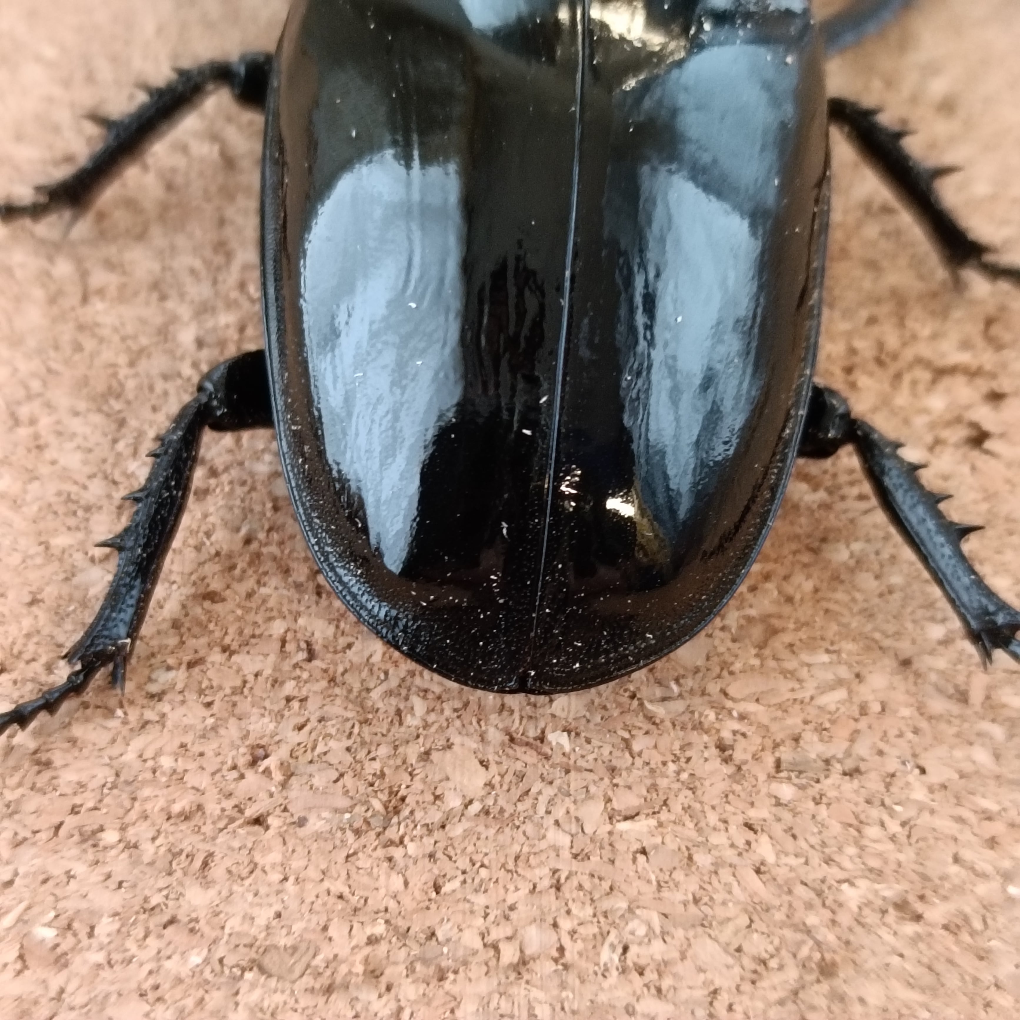 タランドゥスオオツヤクワガタ ♂ 74.3mm ♀ 52.8mm ペア | カブクワ