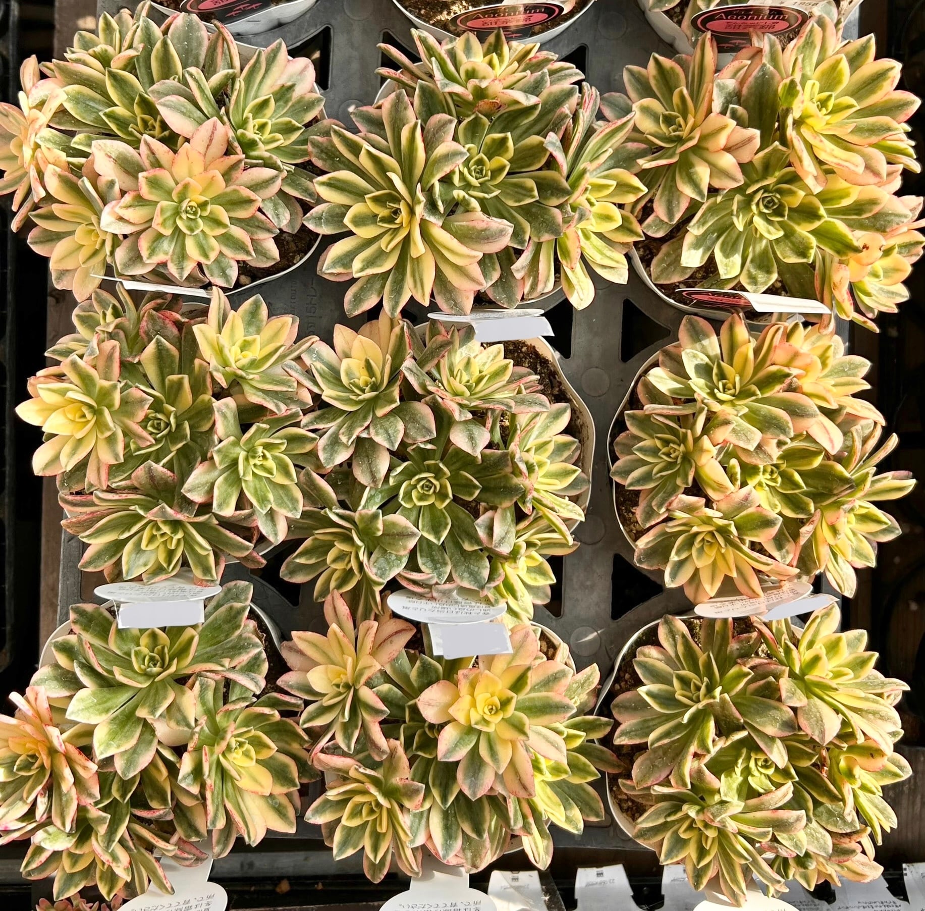 甜茶錦(てんちゃにしき)アエオニウム 群生 | RuPo 多肉植物専門店