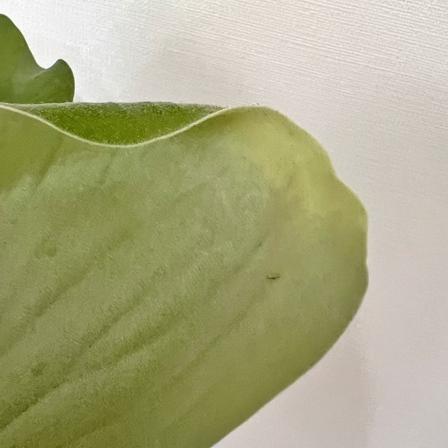 ビカクシダ エレファントティス 中株 板付 【観葉植物 壁掛け コウモリラン】