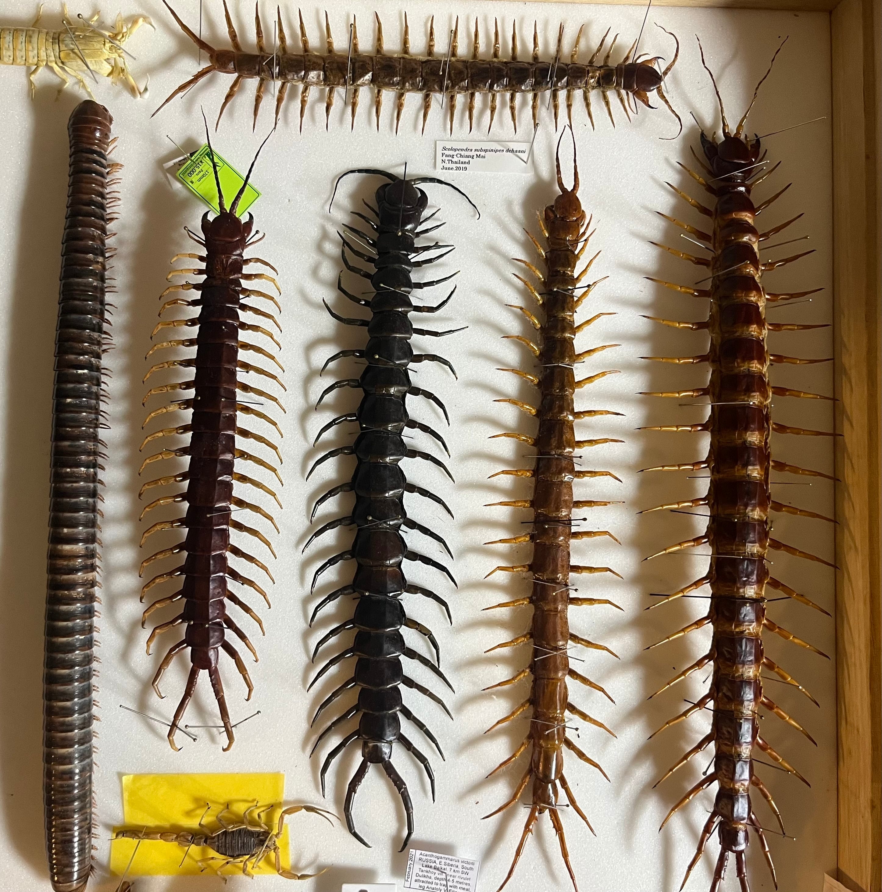 【超特大】ベトナムオオヤスデの標本 昆虫標本 タランチュラ ムカデ センチピード 超特大】ベトナムオオヤスデの標本 昆虫標本 奇蟲 タランチュラ ムカデ