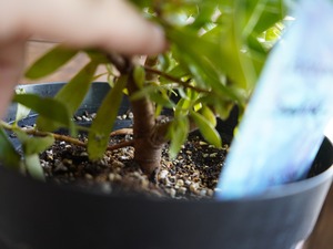 【現物】リューカデンドロン　”Sunshine”　６号