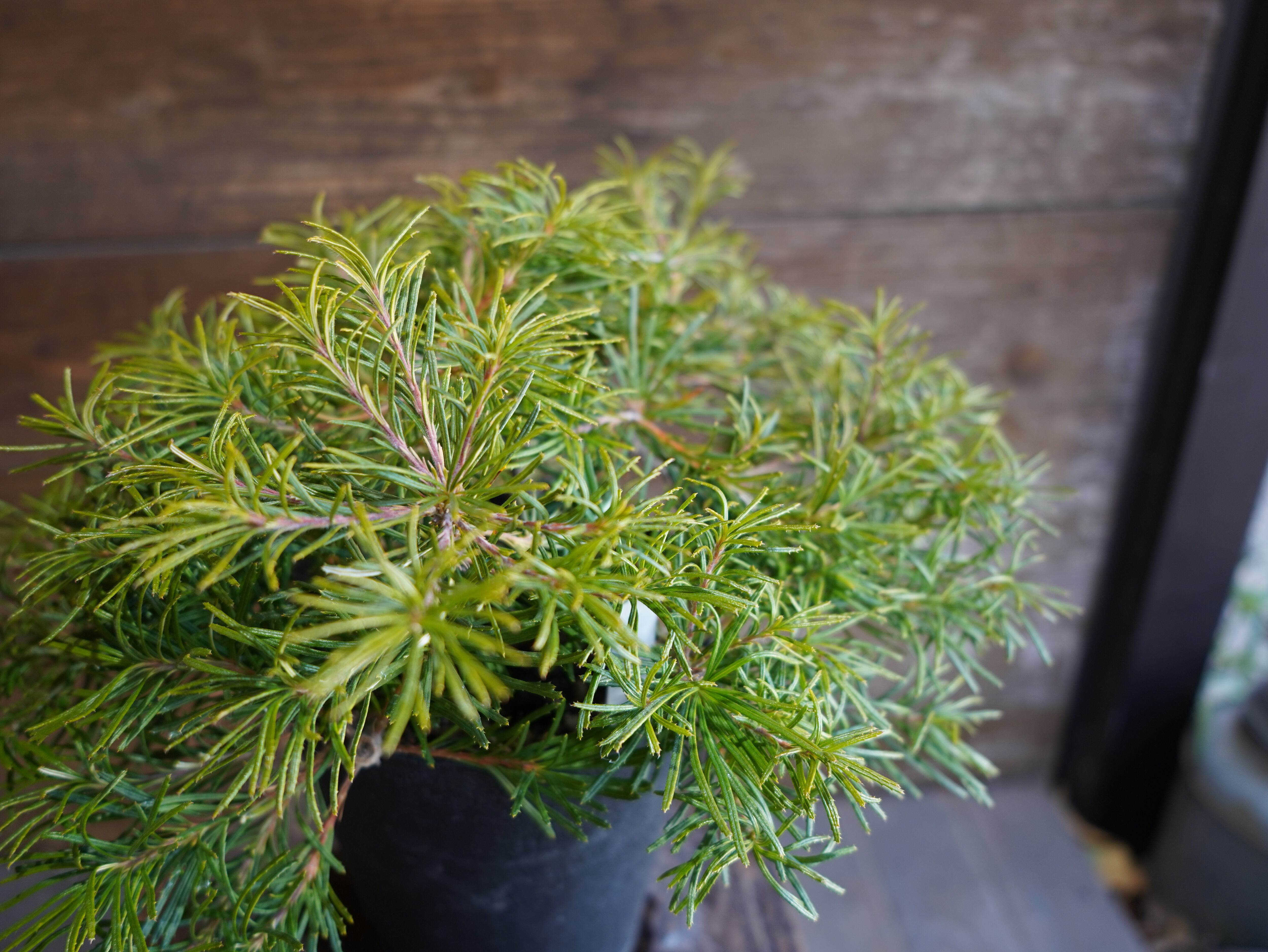 【現物】バンクシア ”バースデーキャンドル” C