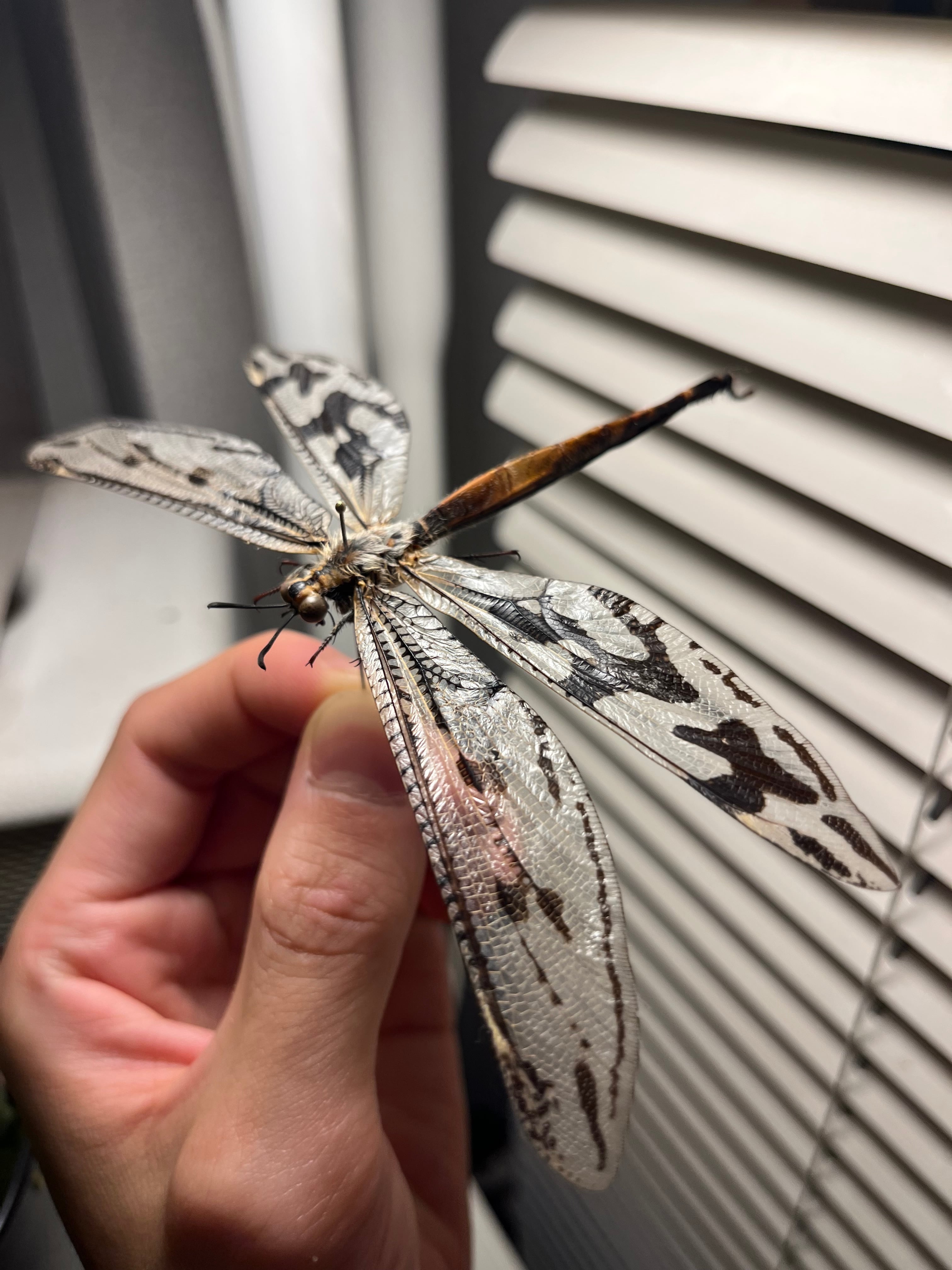 蜻蛉最大種】Palpares sp.アミメカゲロウウスバカゲロウトンボゼミセミ