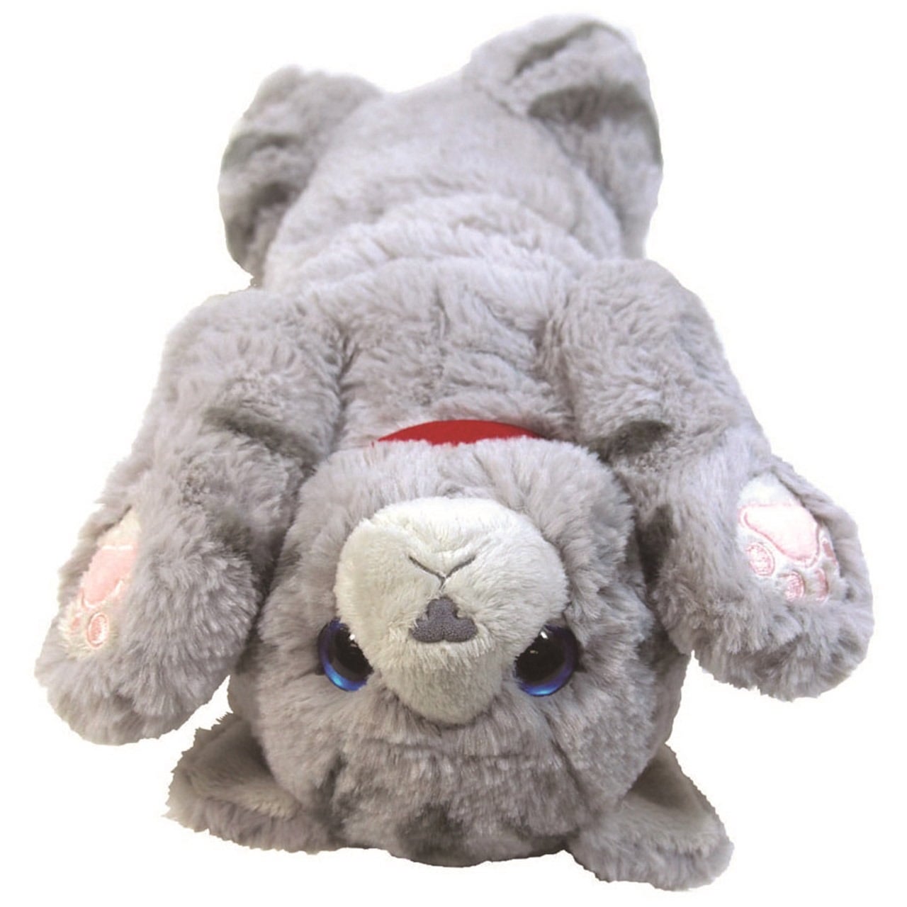 サンレモン ひざねこ スコティッシュフォールドGY サンレモン ひざ