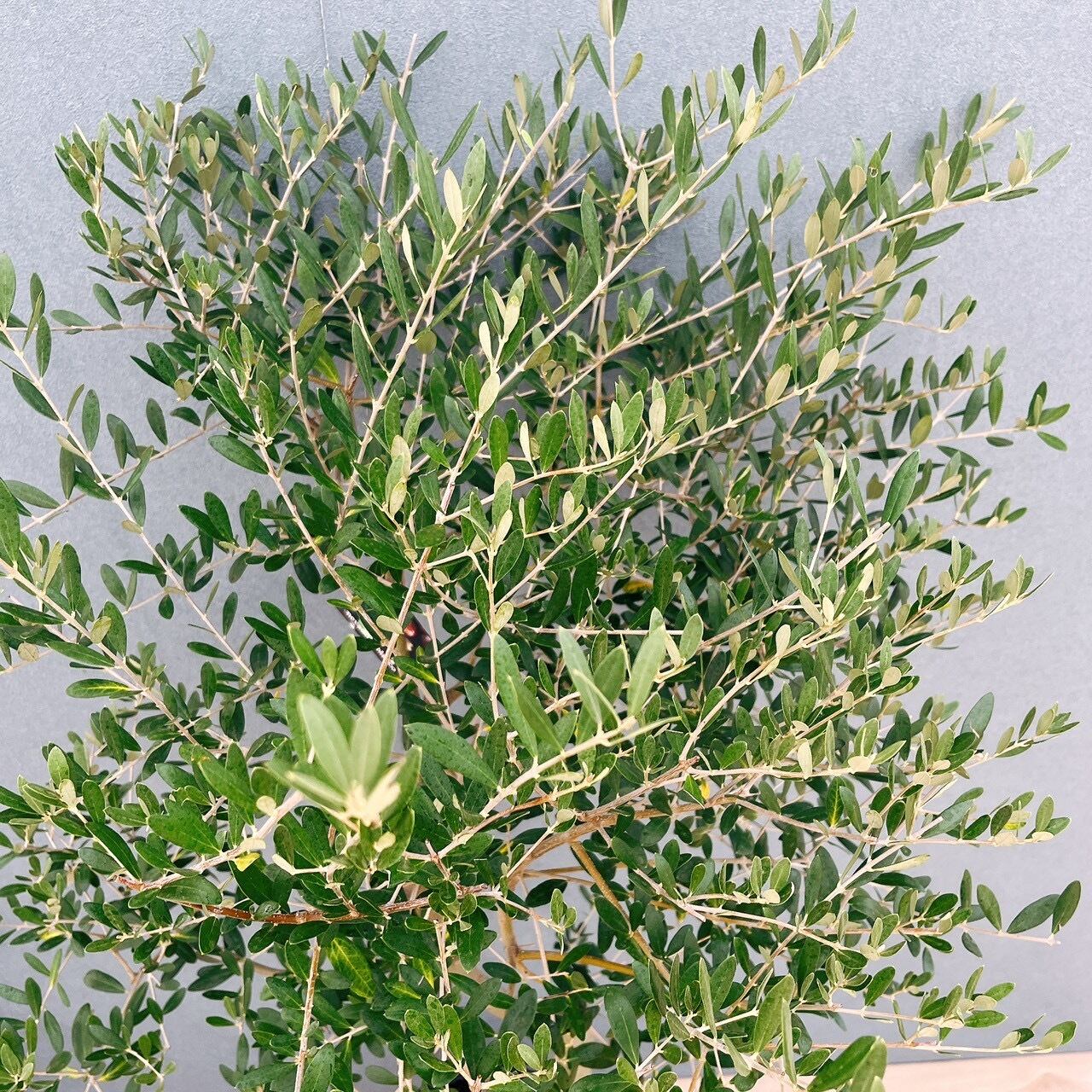 現品］13番 創樹 オリーブ ネバディロブランコ 8号 観葉植物 大型 屋外