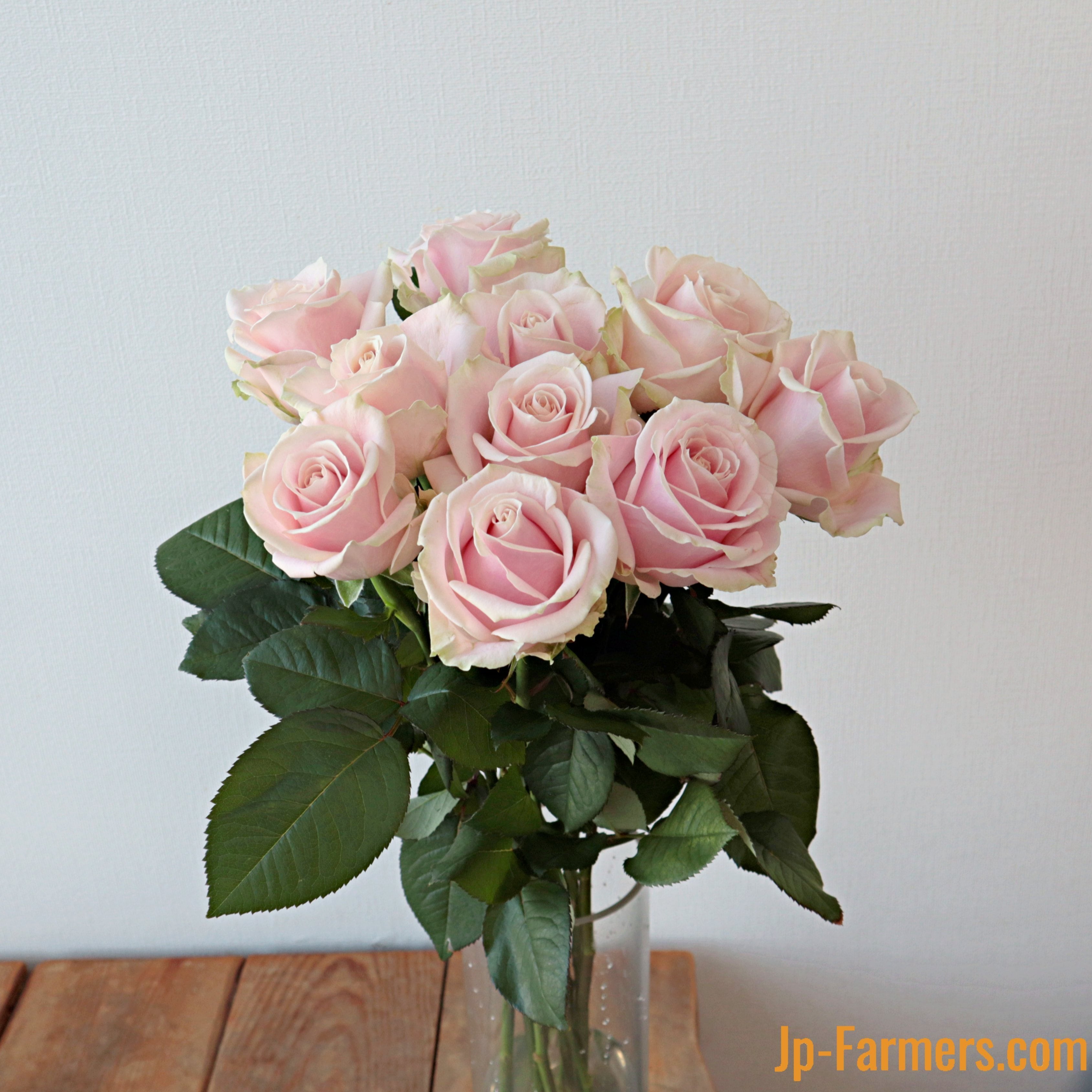 神田ばら園 10本 ☆バラ品種名： スイートアバランチェ | 新鮮お花問屋