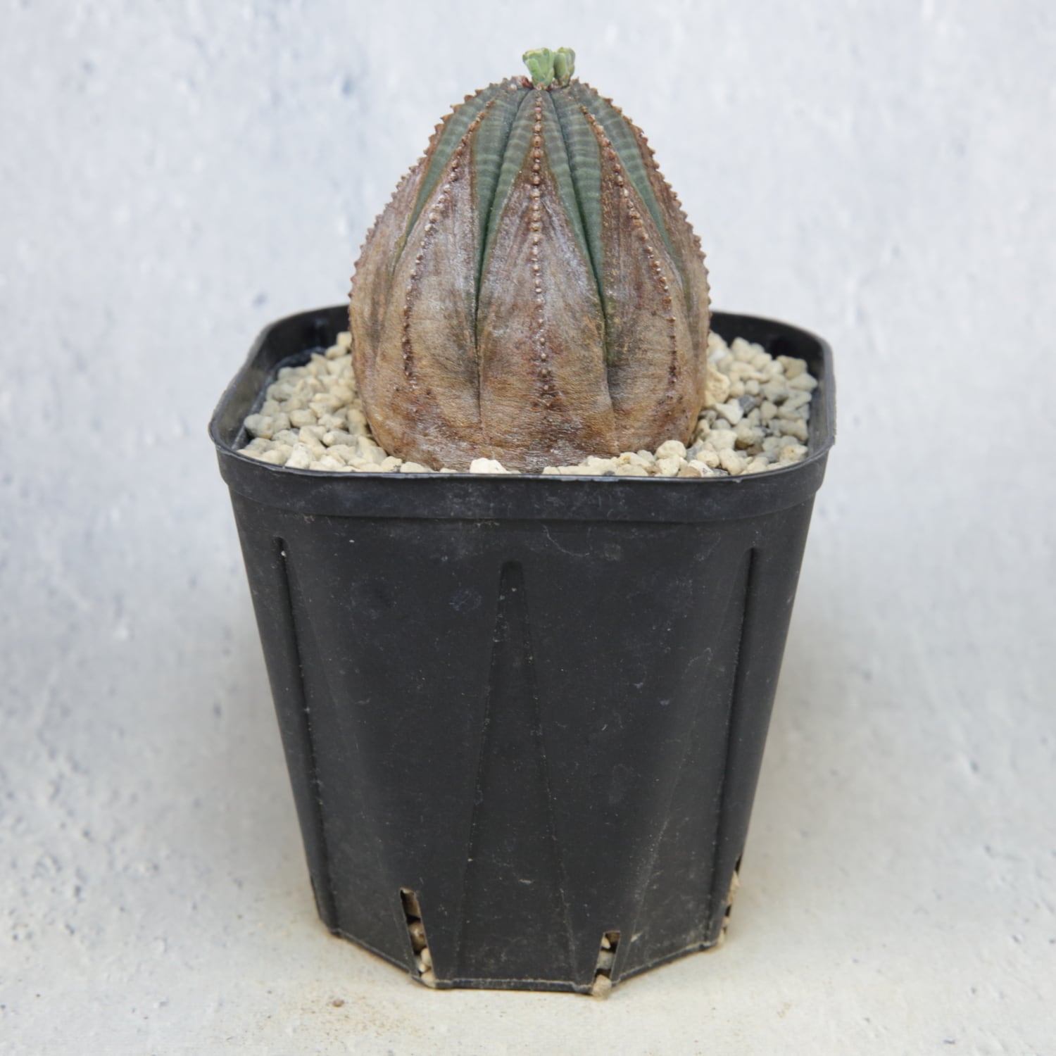 オス株 木質化 美模様 オベサ / ユーフォルビア | LIGHTHOUSE.PLANTS