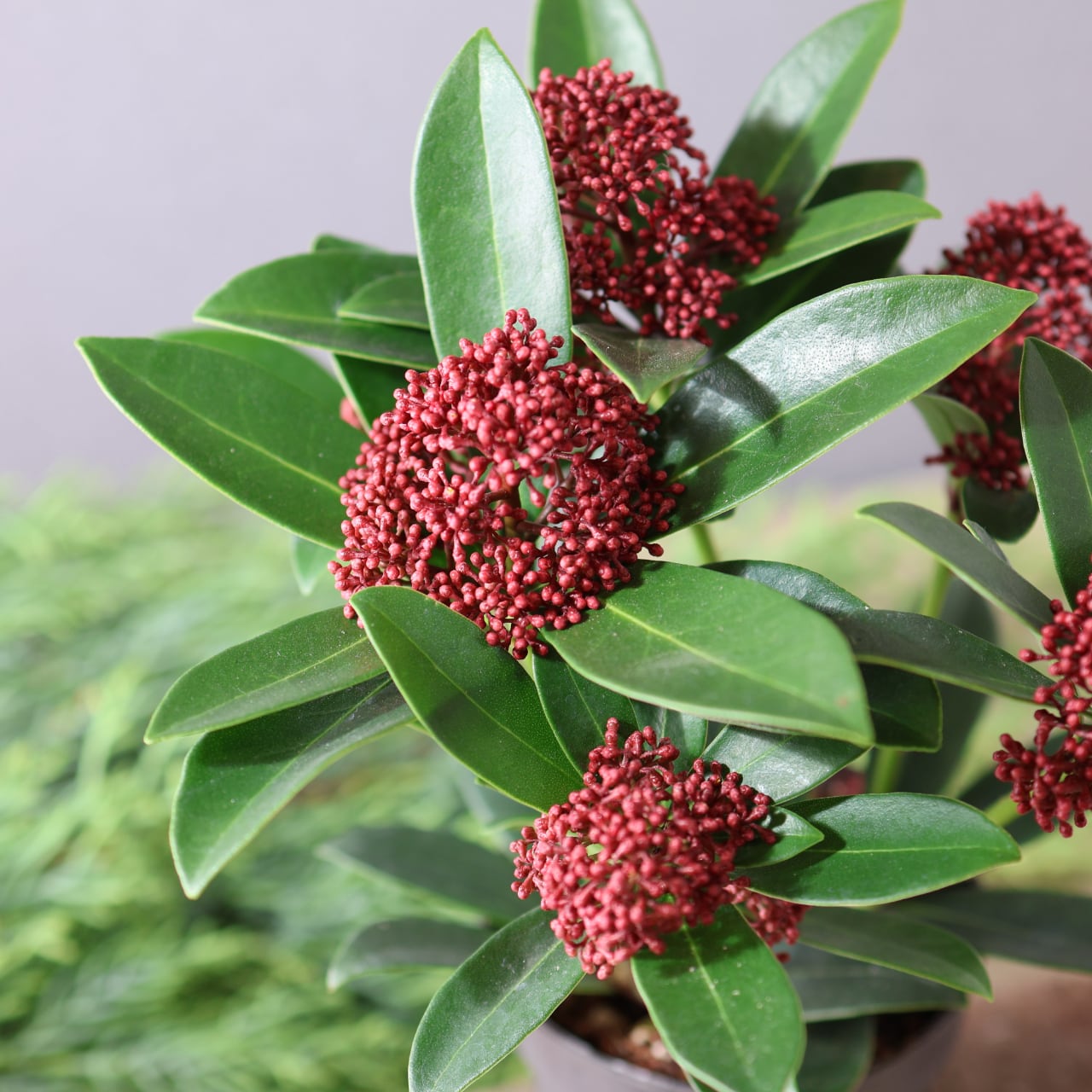 438 赤い蕾の小さな宝石『スキミアレッドドワーフ』【送料無料