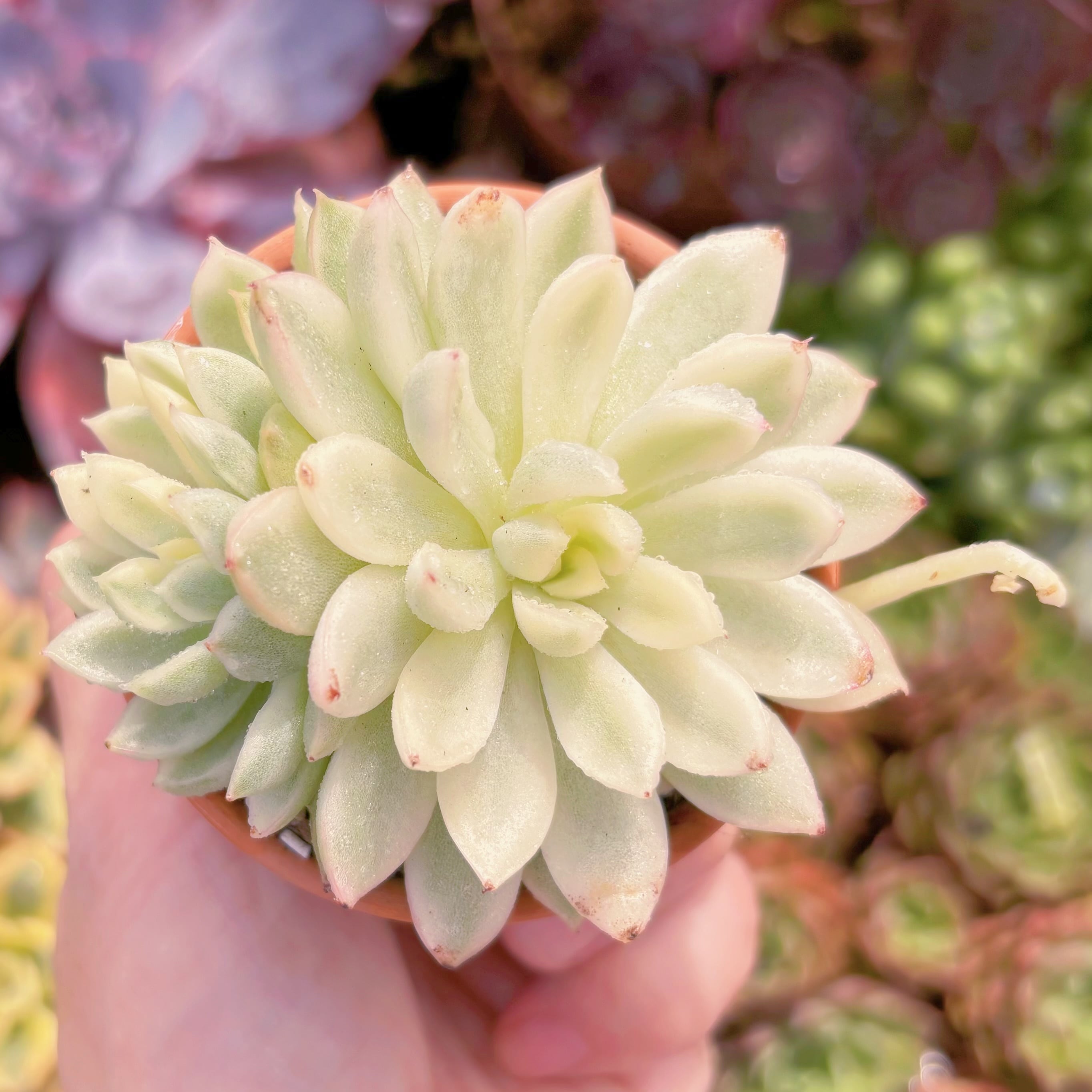 現品　女雛錦#A04　るる農園