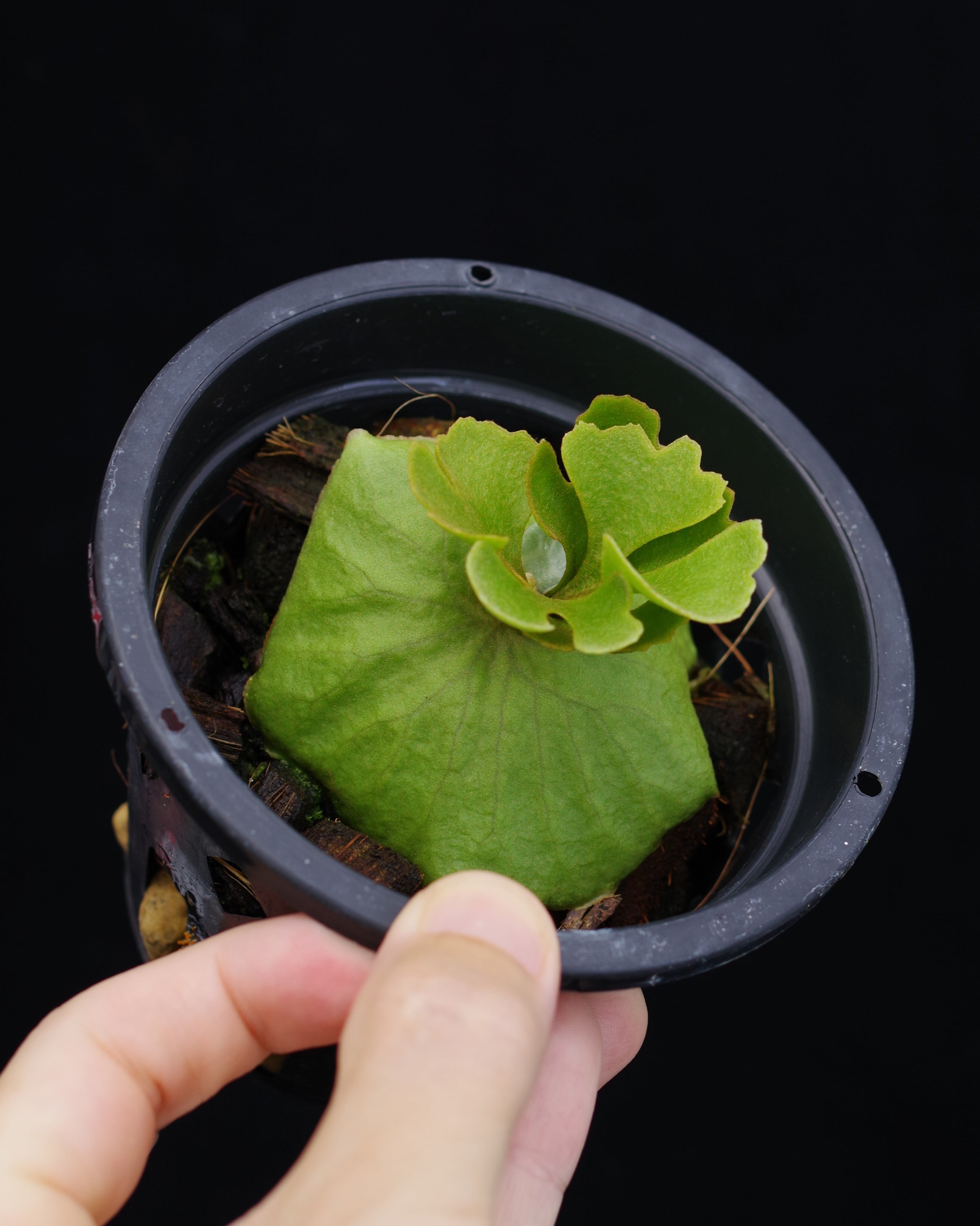 Platycerium ridleyi dwarf type-B selected (KH) sporeling | 伊藤蟻
