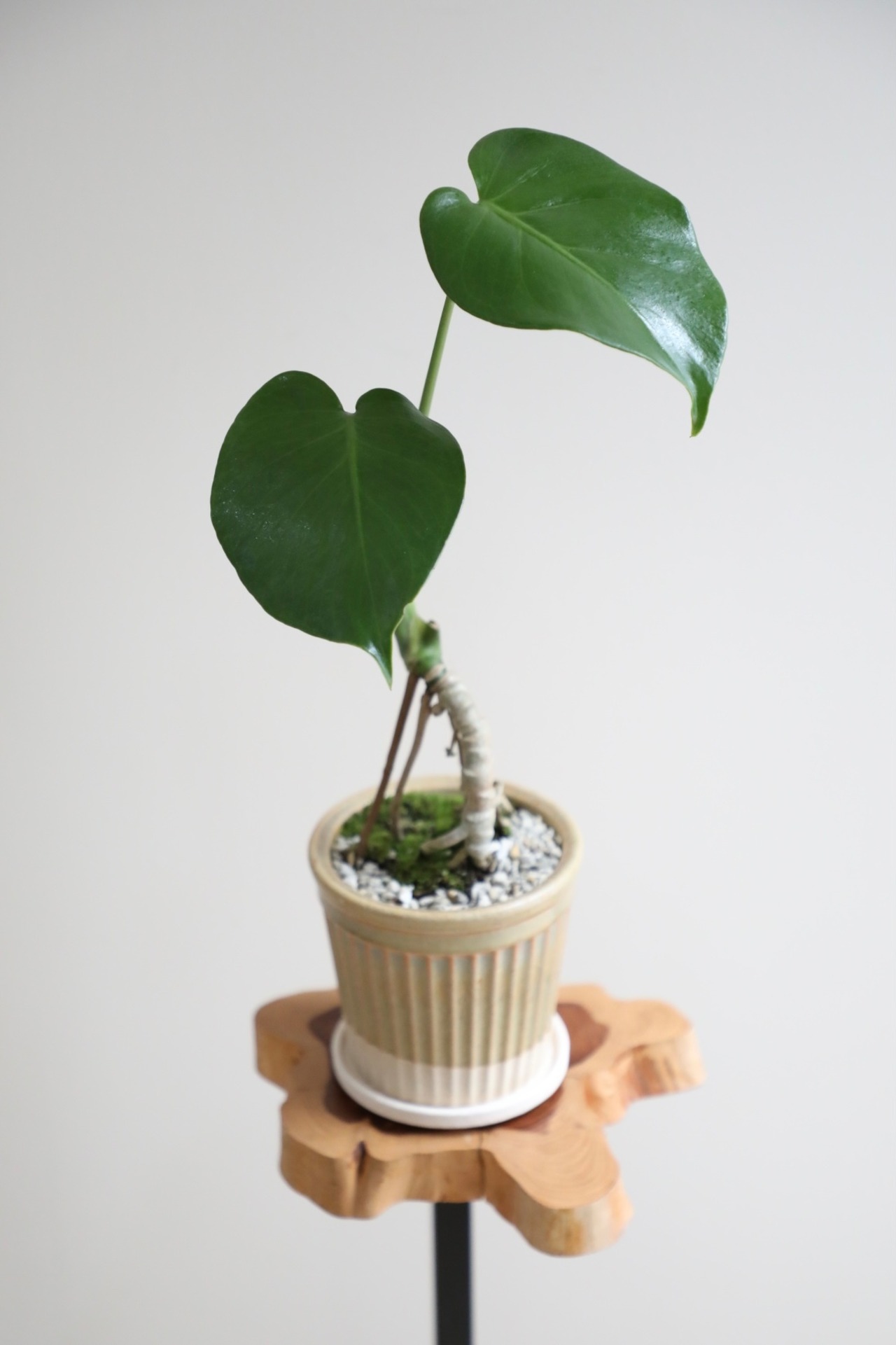 【S】モンステラ アダンソニー/Monstera adansonii