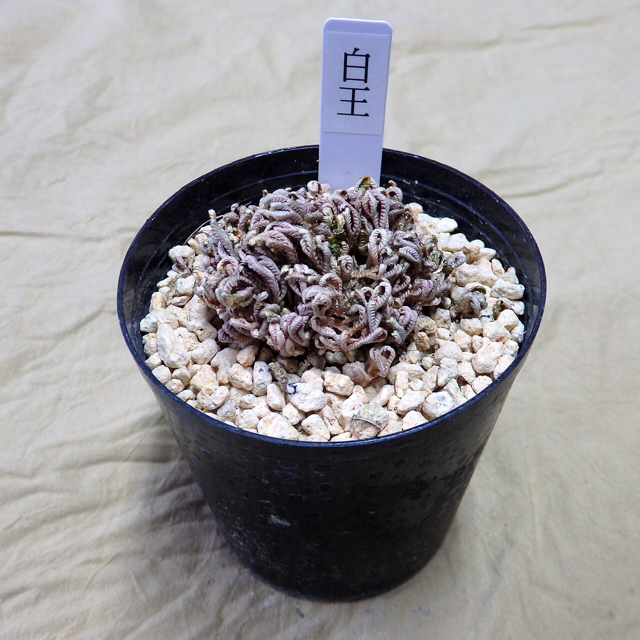 万年青「富国錦」 / Omoto (Rohdea japonica) 'Fukokunishiki