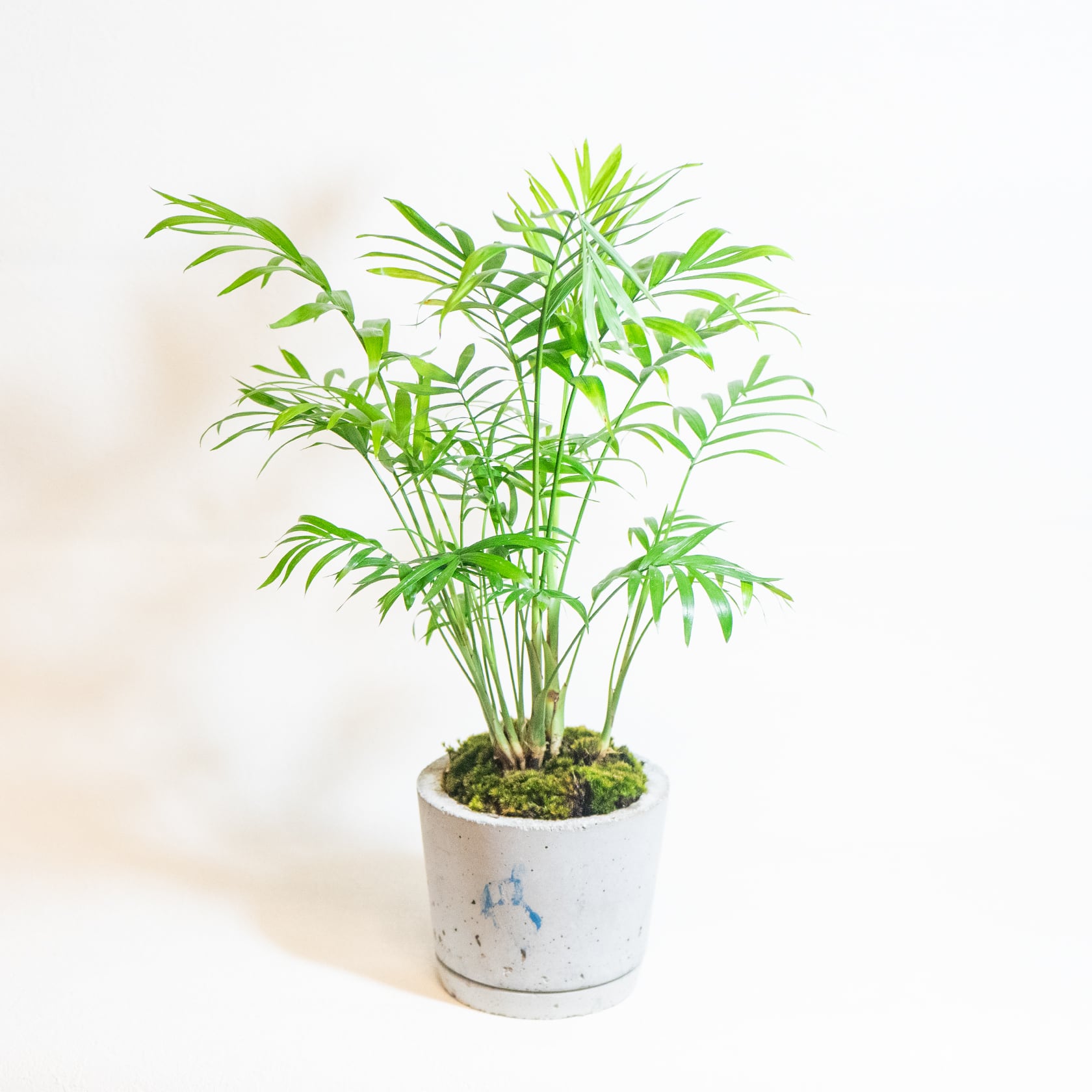 ＼送料無料／≪ 観葉植物 ≫室内管理もオッケーなテーブルヤシの鉢植え｜ざらっとした風合いの手づくりモルタル鉢