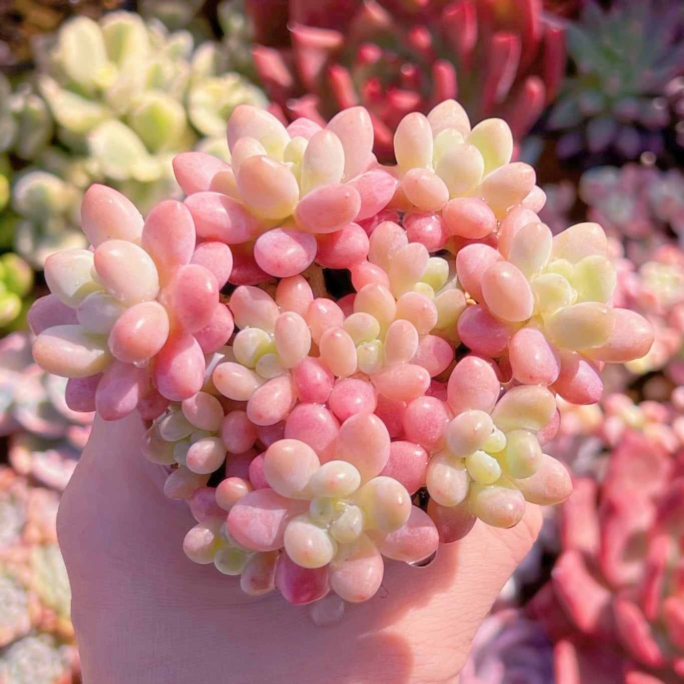 多肉植物　Clara群生 多肉植物 キャビア 群生 るる農園 | るる農園~多肉植物専門