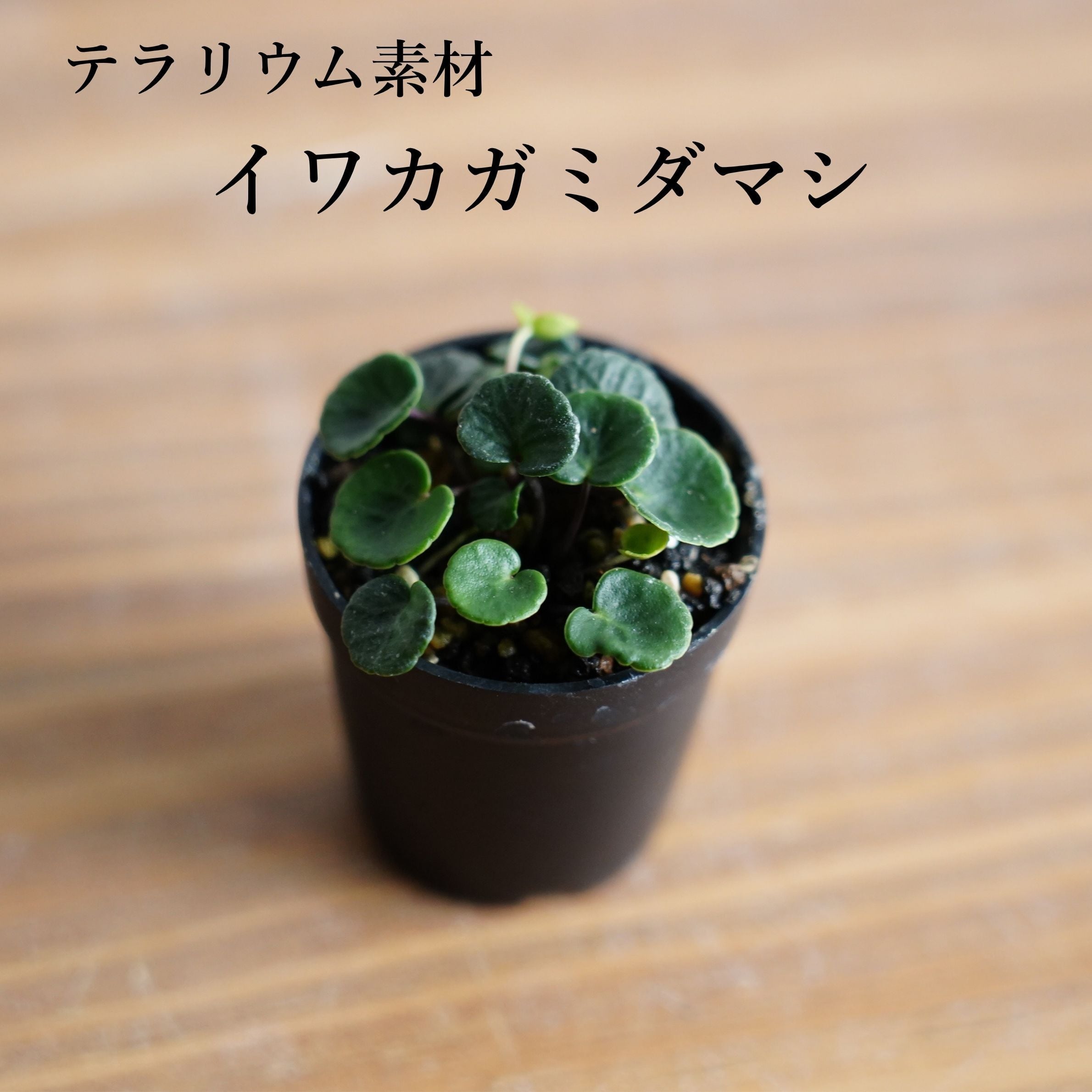 イワカガミダマシ Soldanella alpina 苔テラリウム作製用素材 | 苔