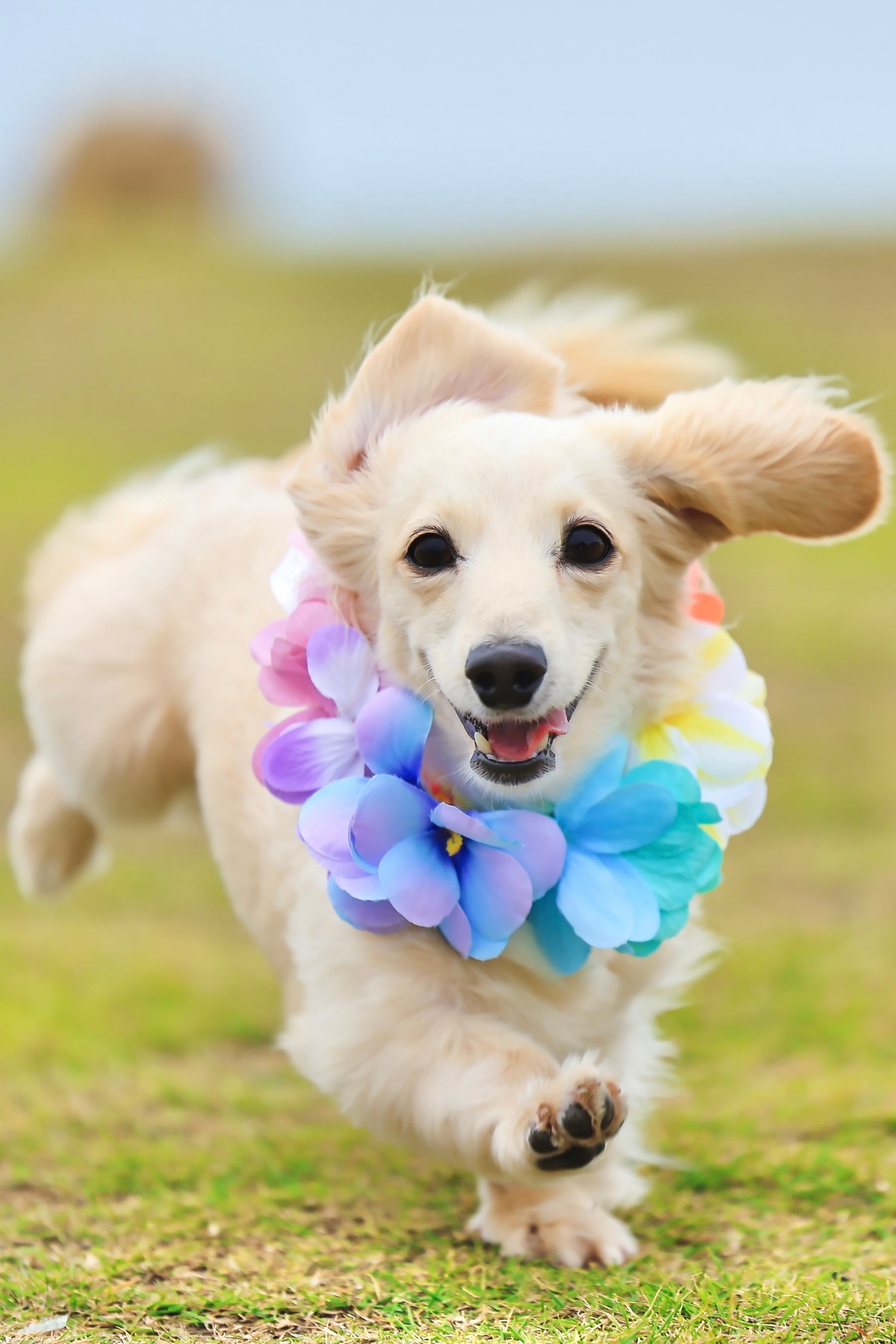 アロハレインボー