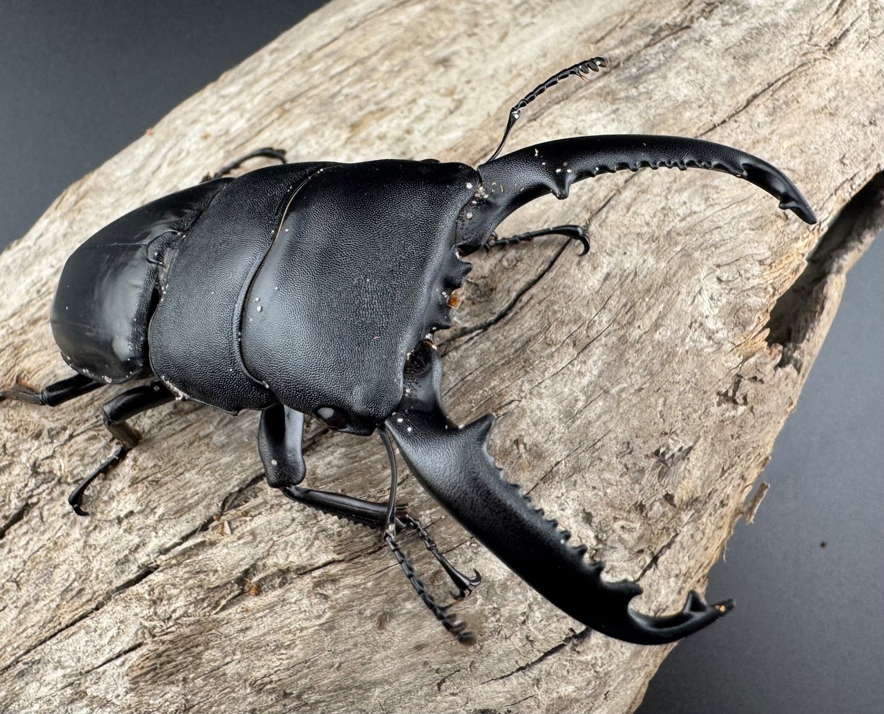 【WD】ロングホーン《パラワンオオヒラタ 84mm ペア》