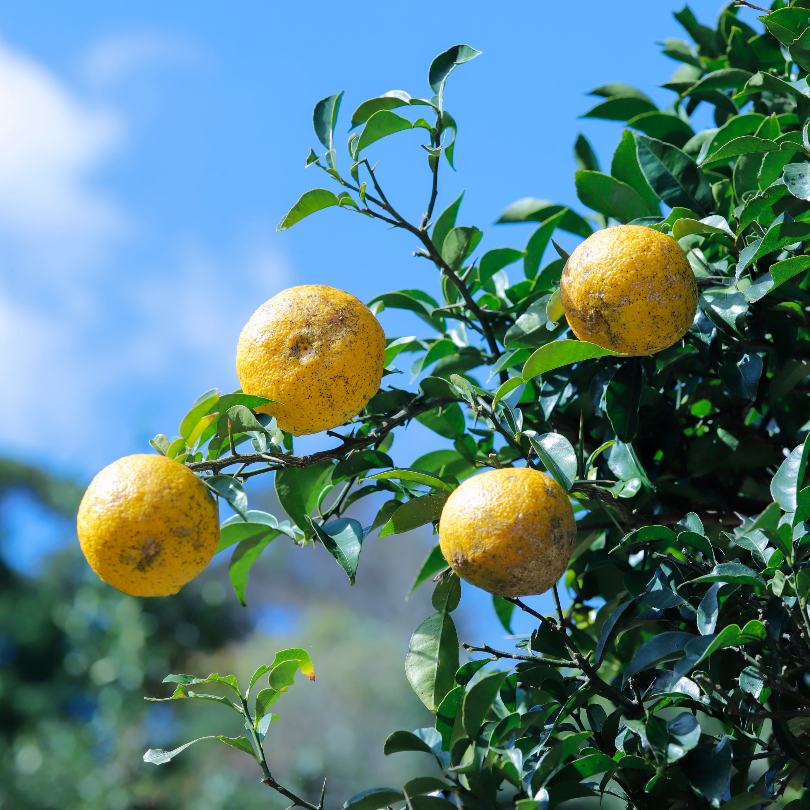 対馬ゆずポンスヌーボー2025 200ml | つしま大石農園