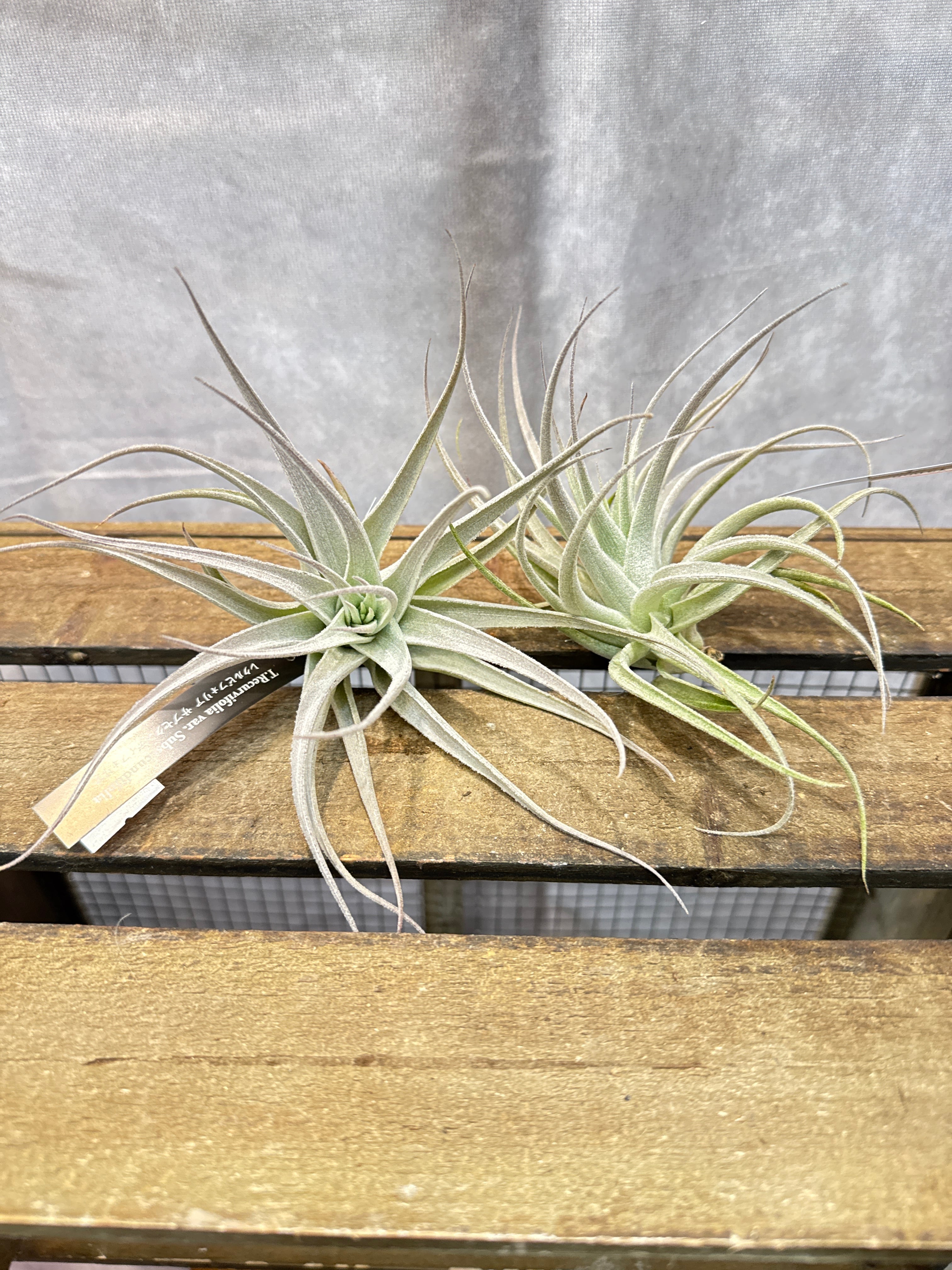 エアプランツ・タンク系 | Gardenえん 【観葉熱帯植物】