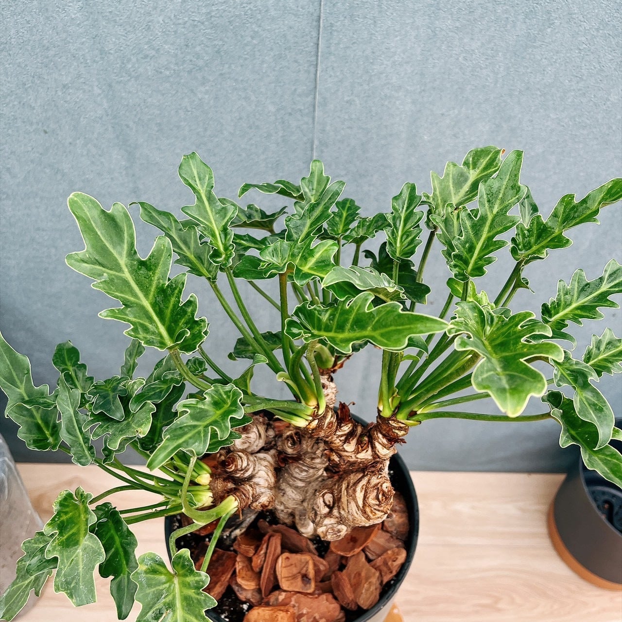 現品］G フィロデンドロン クッカバラ 幹上がり 盆栽風 観葉植物 室内