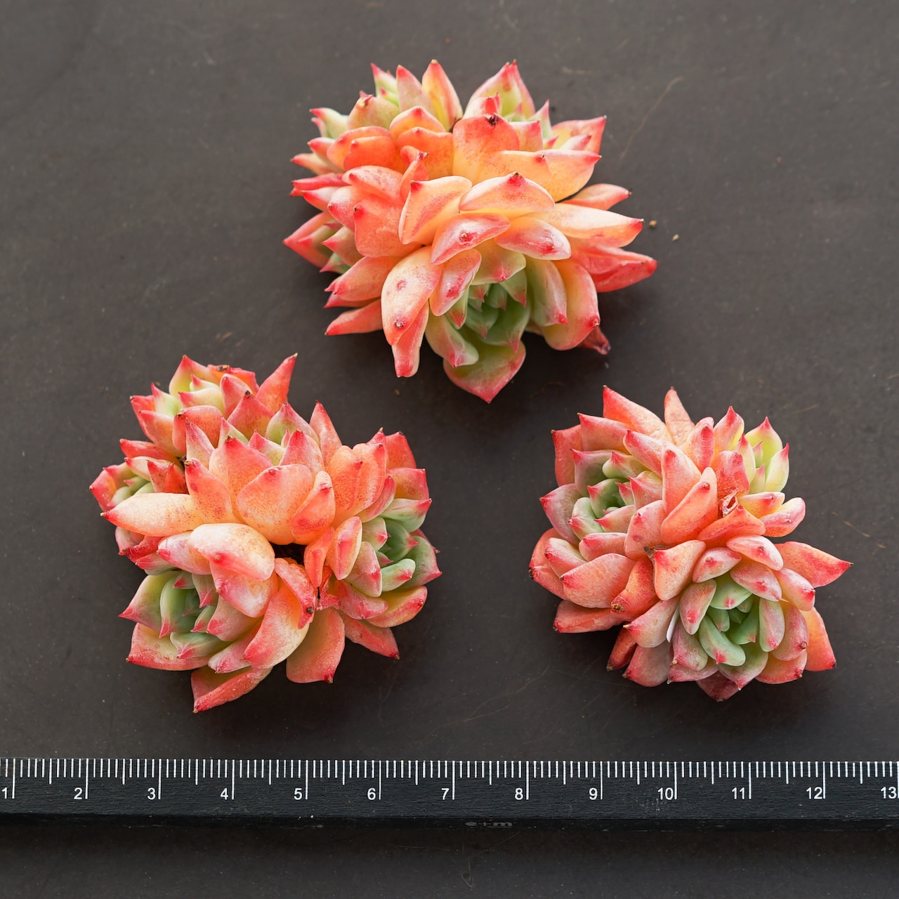 発根済カット苗 AKマリア 3〜5頭群生 Echeveria 'AK Maria'