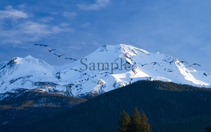 雪のシャスタと鳥の群れ【メタルプリントS】エネルギーフォト　