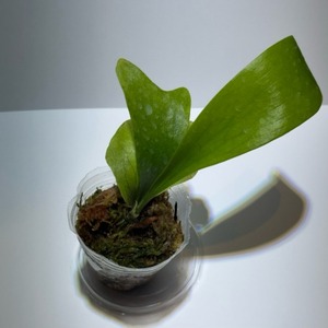 Platycerium ellisii ビカクシダ・エリシー