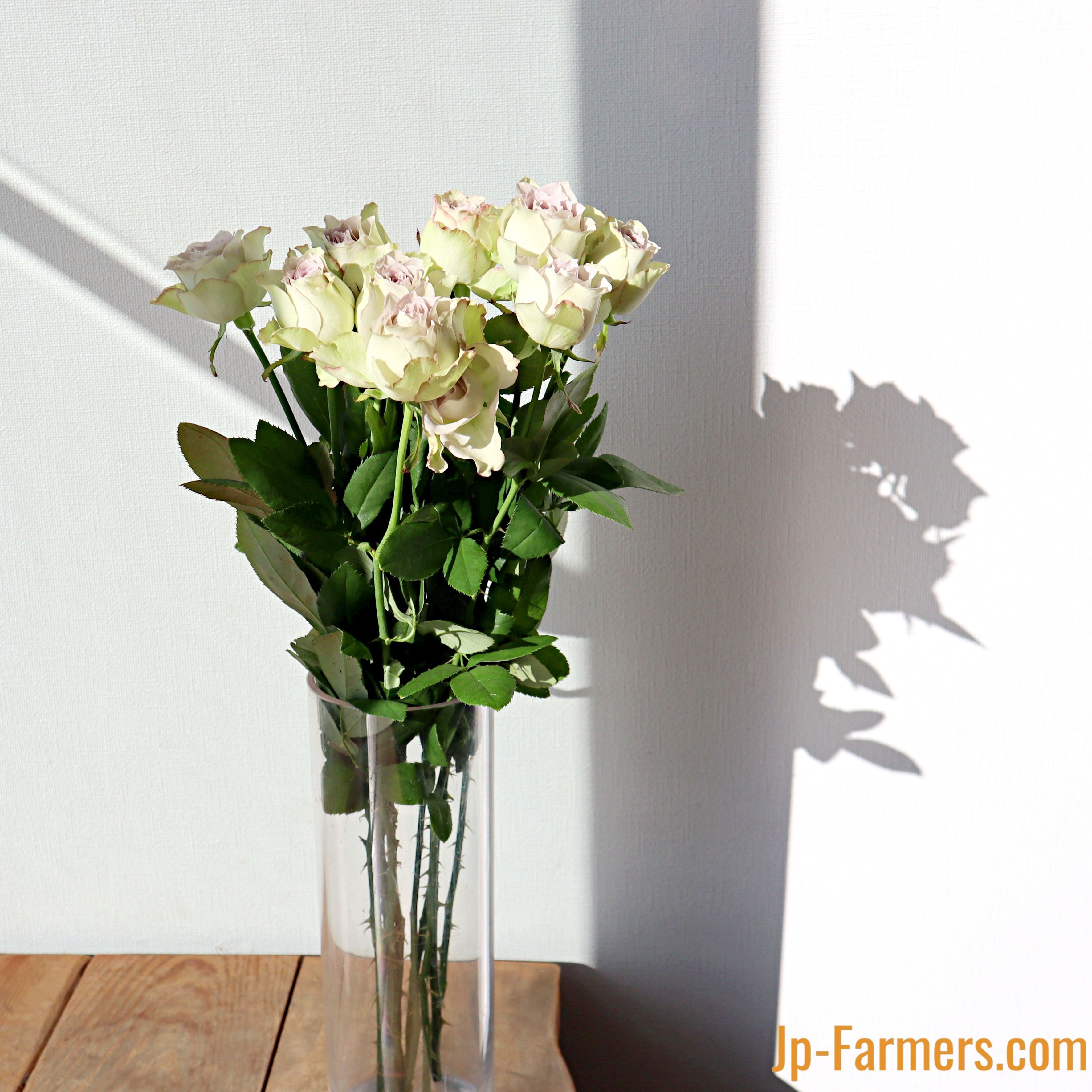 おすすめ新品種 FINEROSE ☆バラ 品種名：ラピスヴェール