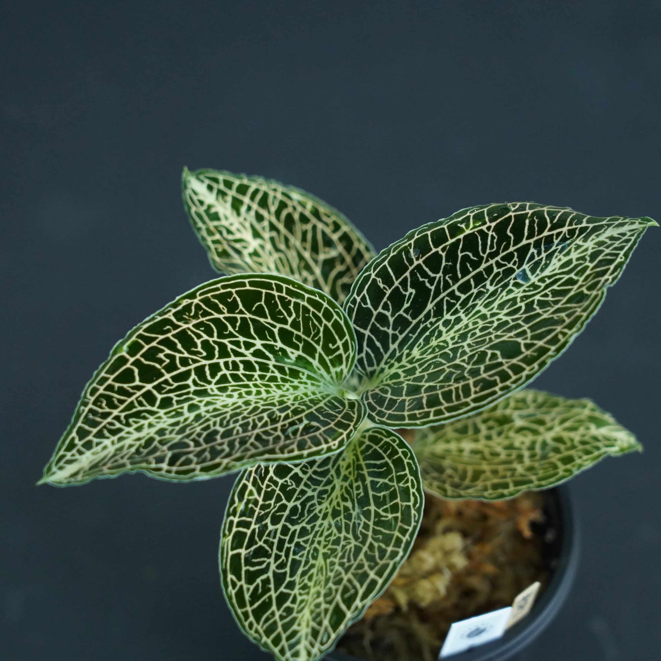 ◆現品◆アネクトキルス sp. hybrid【ジュエルオーキッド宝石蘭/石崎バイオ】#582