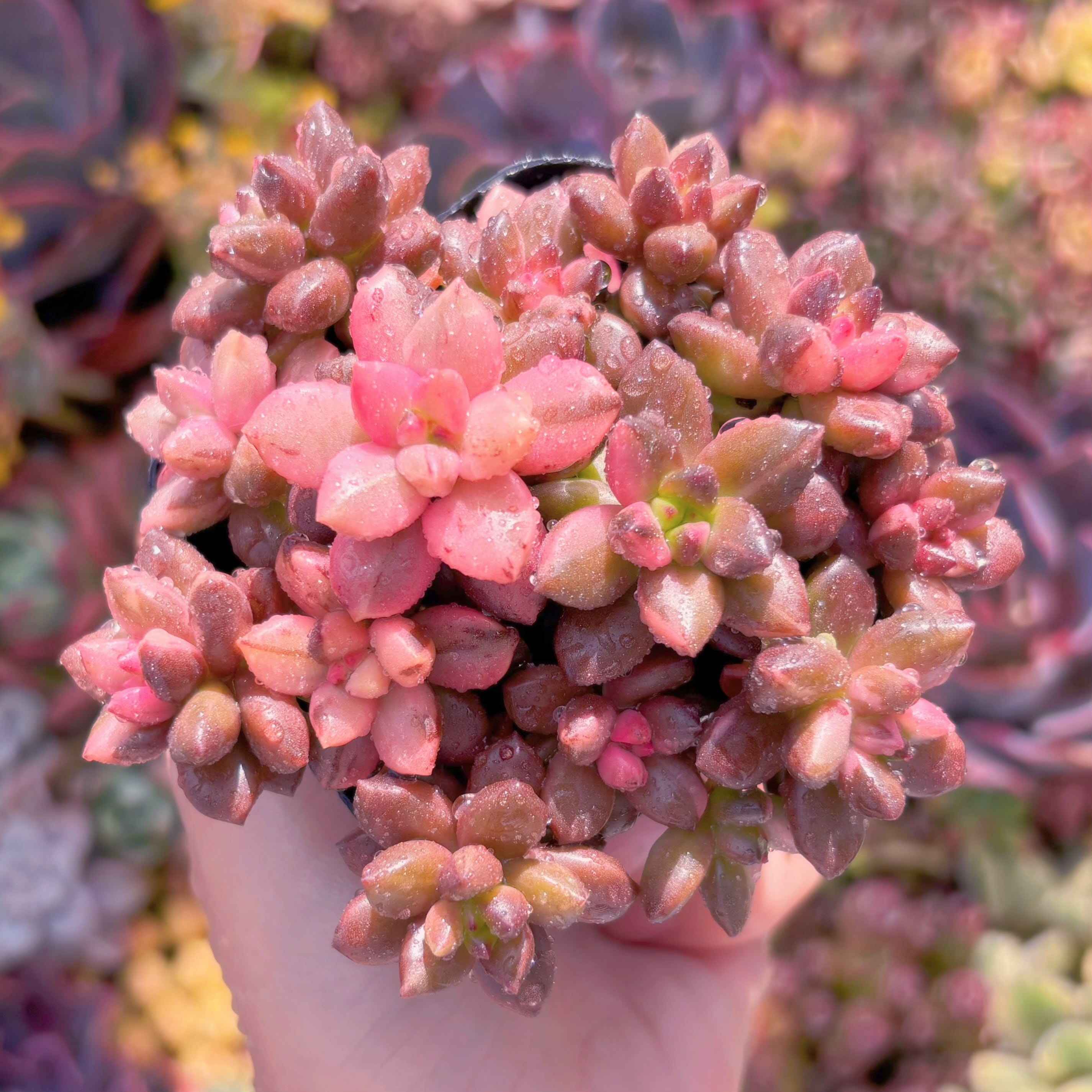 774現物 多肉植物 アイスラブリーローズ錦 抜き苗 | PAY ID