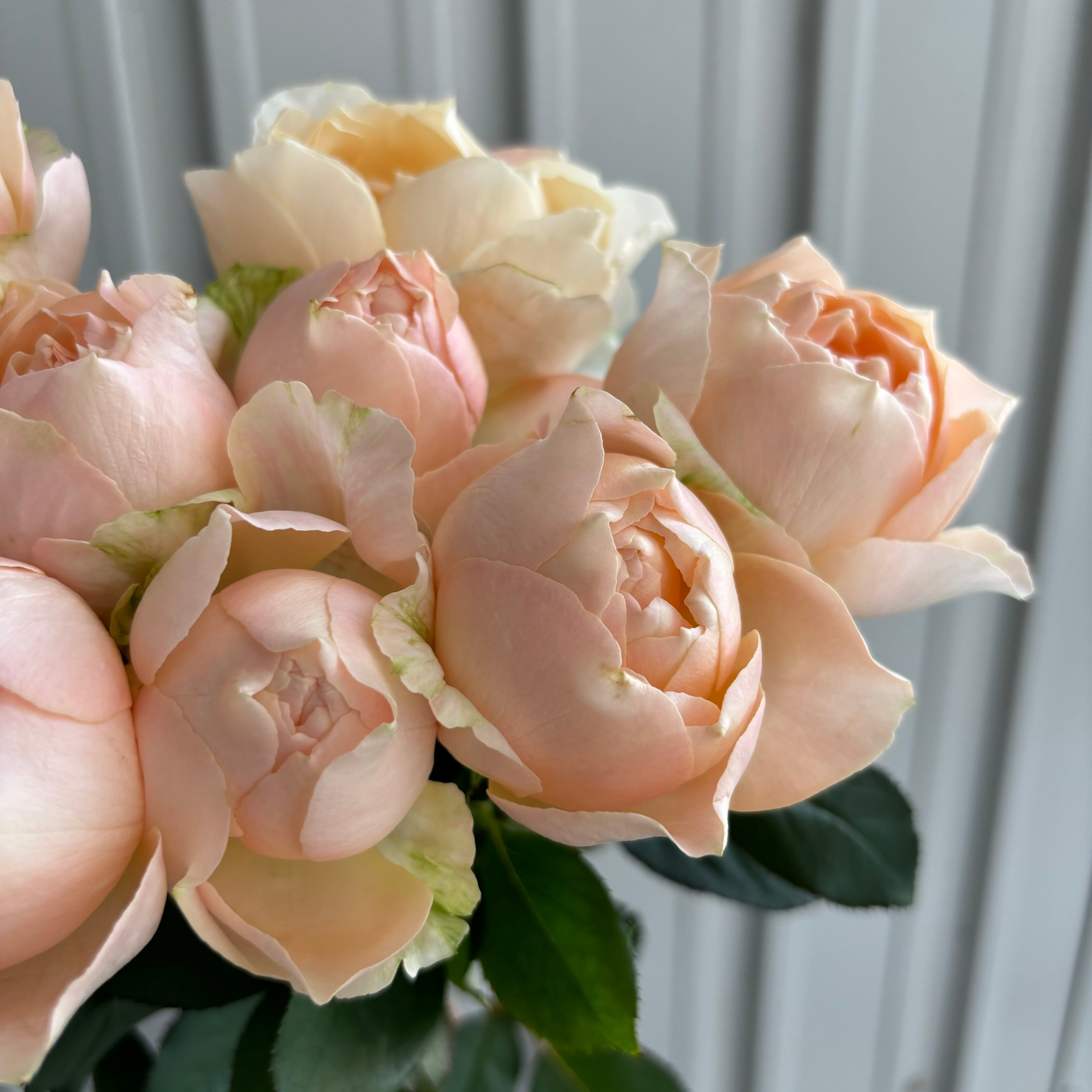 FINEROSE ☆バラ 品種名：クリスタルドレス ふわっと感じる