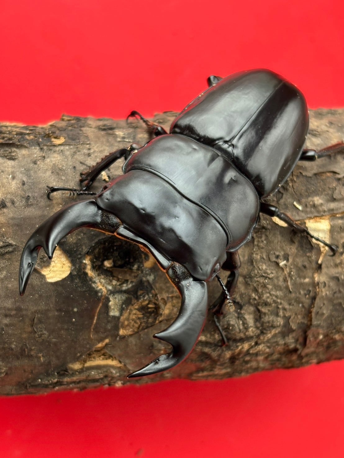 タランドゥスオオツヤクワガタ  ホワイトアイ  成虫ペア デカイ☆新成虫☆メソトプスタランドゥスホワイトアイ☆♂78mm♀51mm