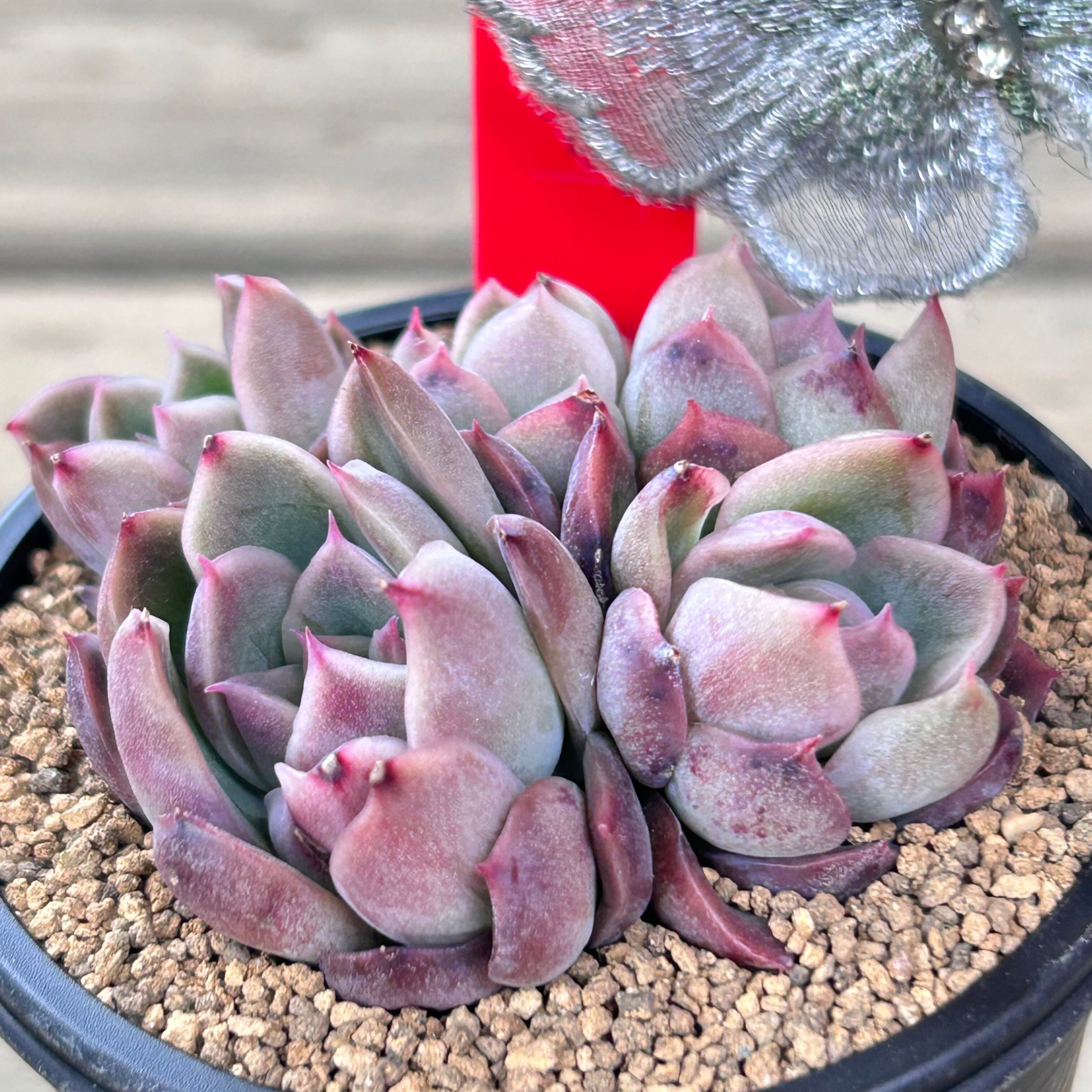 ceres | RuPo 多肉植物専門店