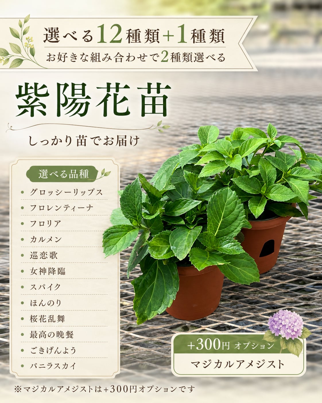 お客様の専用ページ　アメジスト　マジックワンド置物　まとめ 2品種選べる】紫陽花苗 2鉢セット｜選べる12品種＋マジカルアメジスト