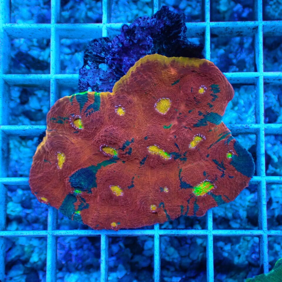 サンゴ礁 サンゴ≪r3≫海水魚ショップシーポニー