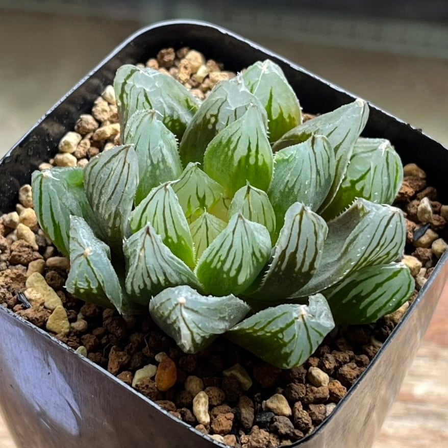 ハオルチア 酒呑童子錦 ハオルチア 酒呑童子錦 | mocono_plants