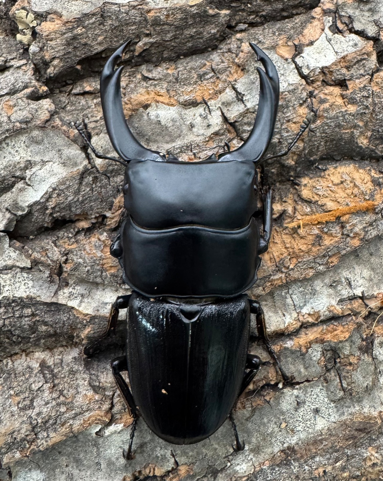 【WD】《ミンダナオパリーオオクワ 66mm ペア》