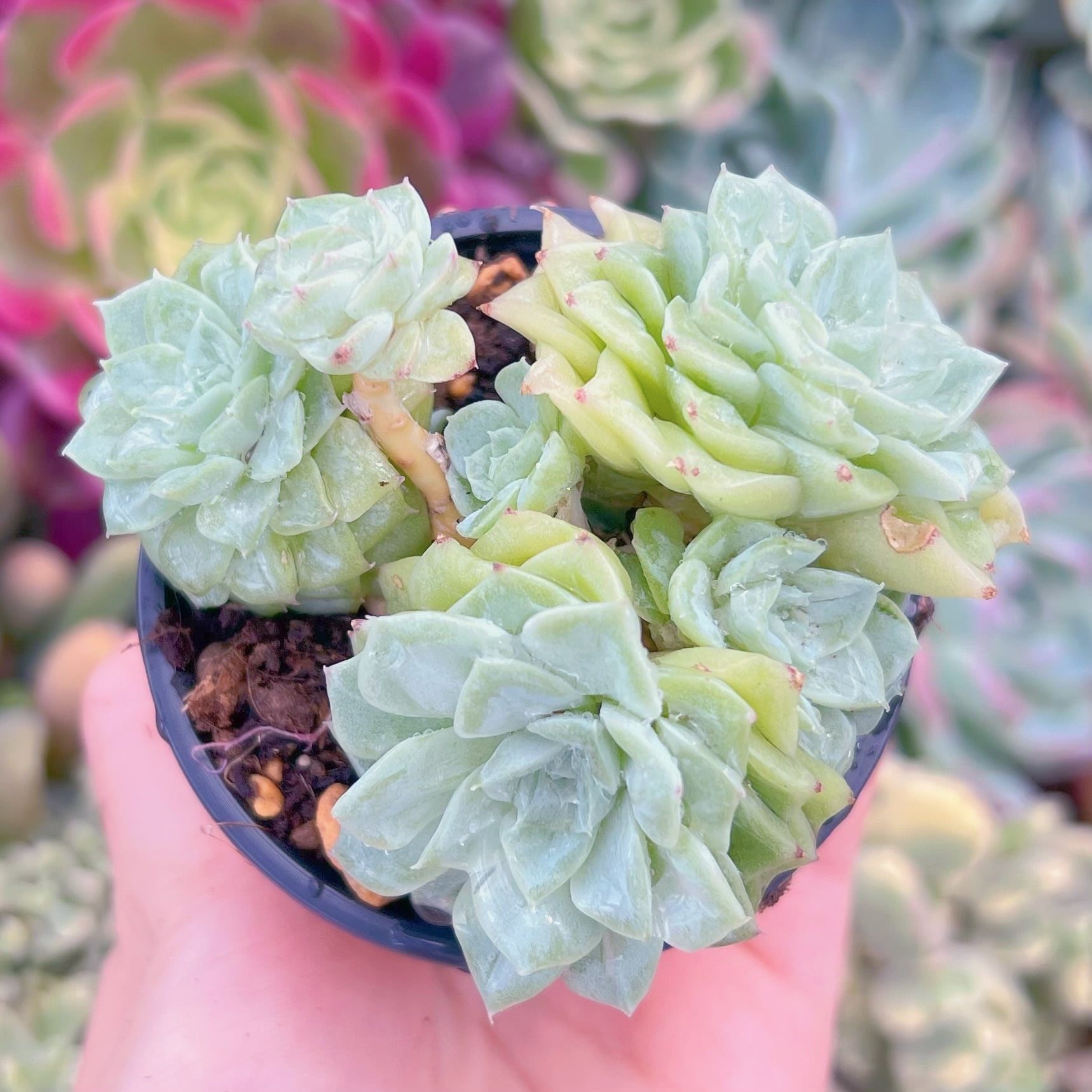 現品　 ホワイトスワン#1146  るる農園