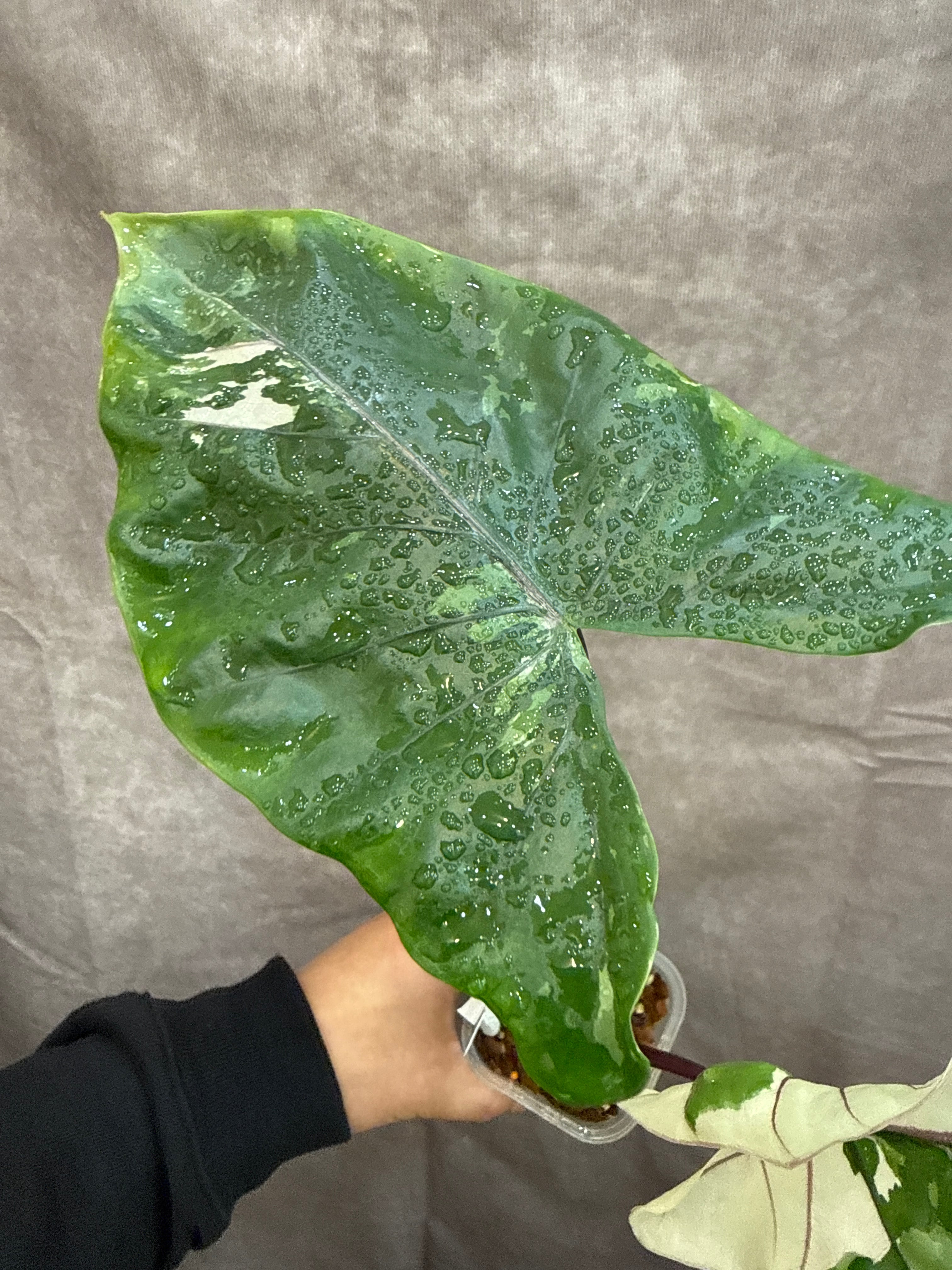 117. Alocasia 'black stem variegated' / アロカシアブラックステム