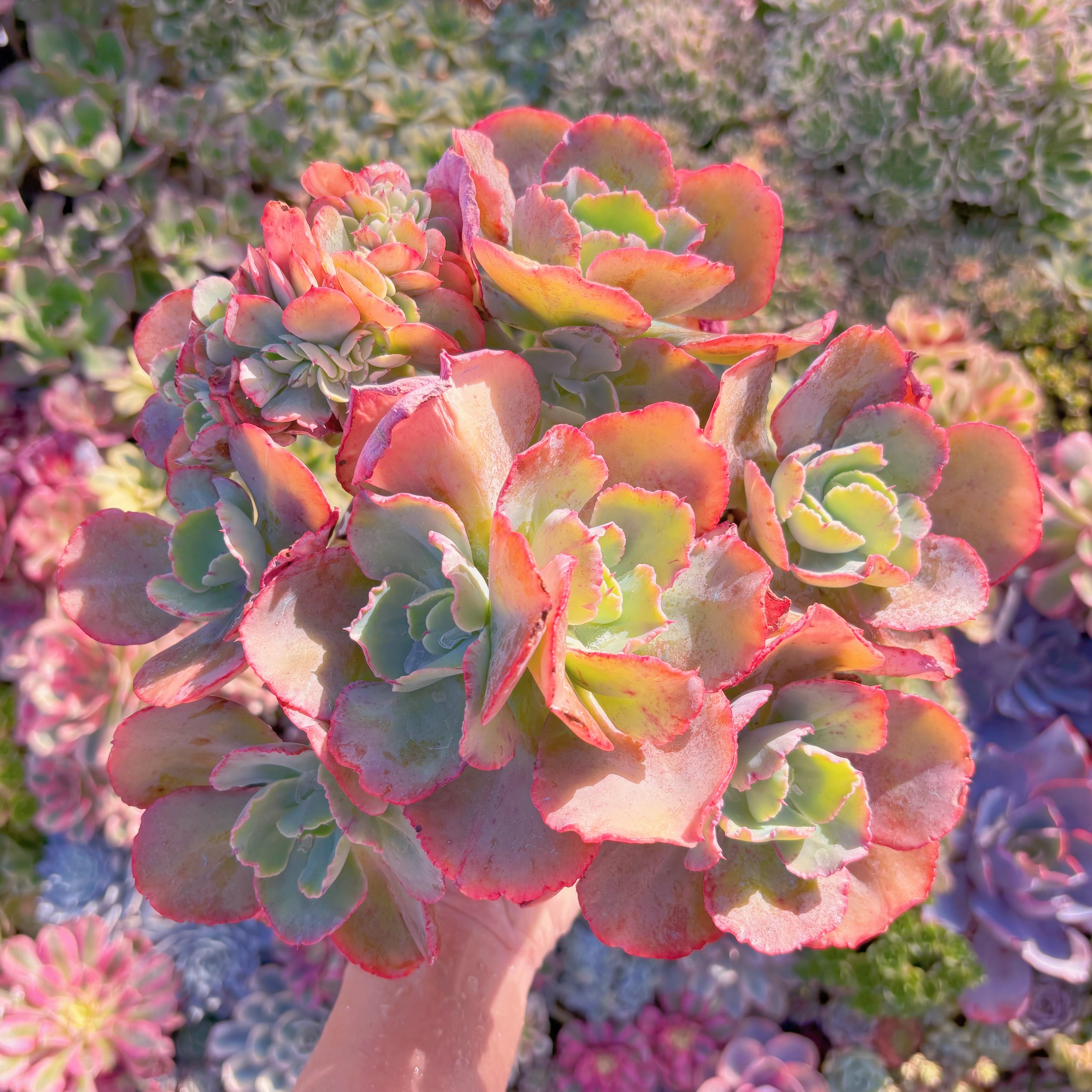 現品　火山女神(綴化あり)#F250　特大群生　新入荷　るる農園