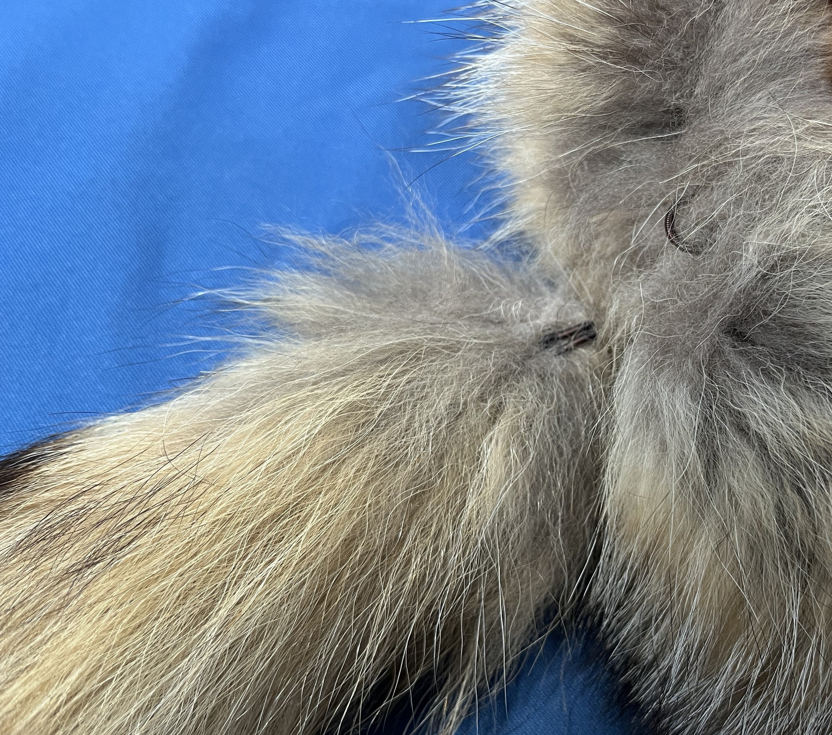 Davy Crockett hat ニホンタヌキ帽子 尾取り外し可能タイプ ☆マジック