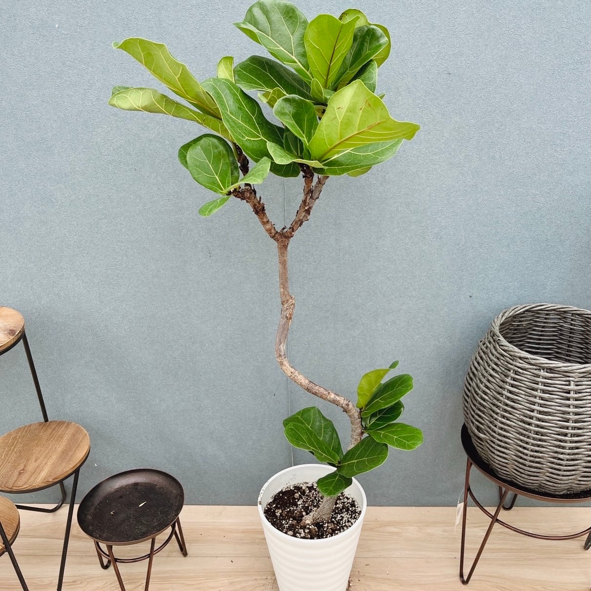 現品］13番 カシワバゴムノキ フィカス リラータ 曲がり 7号 観葉植物