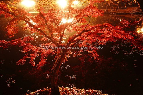 ライトアップされた秋の美しい紅葉風景