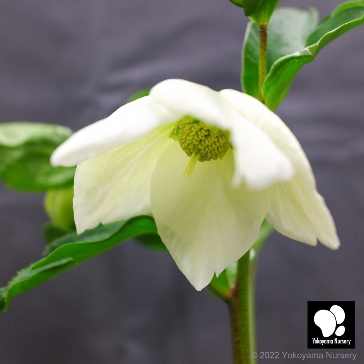 【広瀬園芸】クリスマスローズ　オーレア系ホワイトエッジ株分け 広瀬園芸】クリスマスローズ株分け オーレア系ホワイトエッジdd 明日