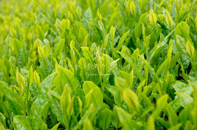 336 霧雨の初夏の茶畑